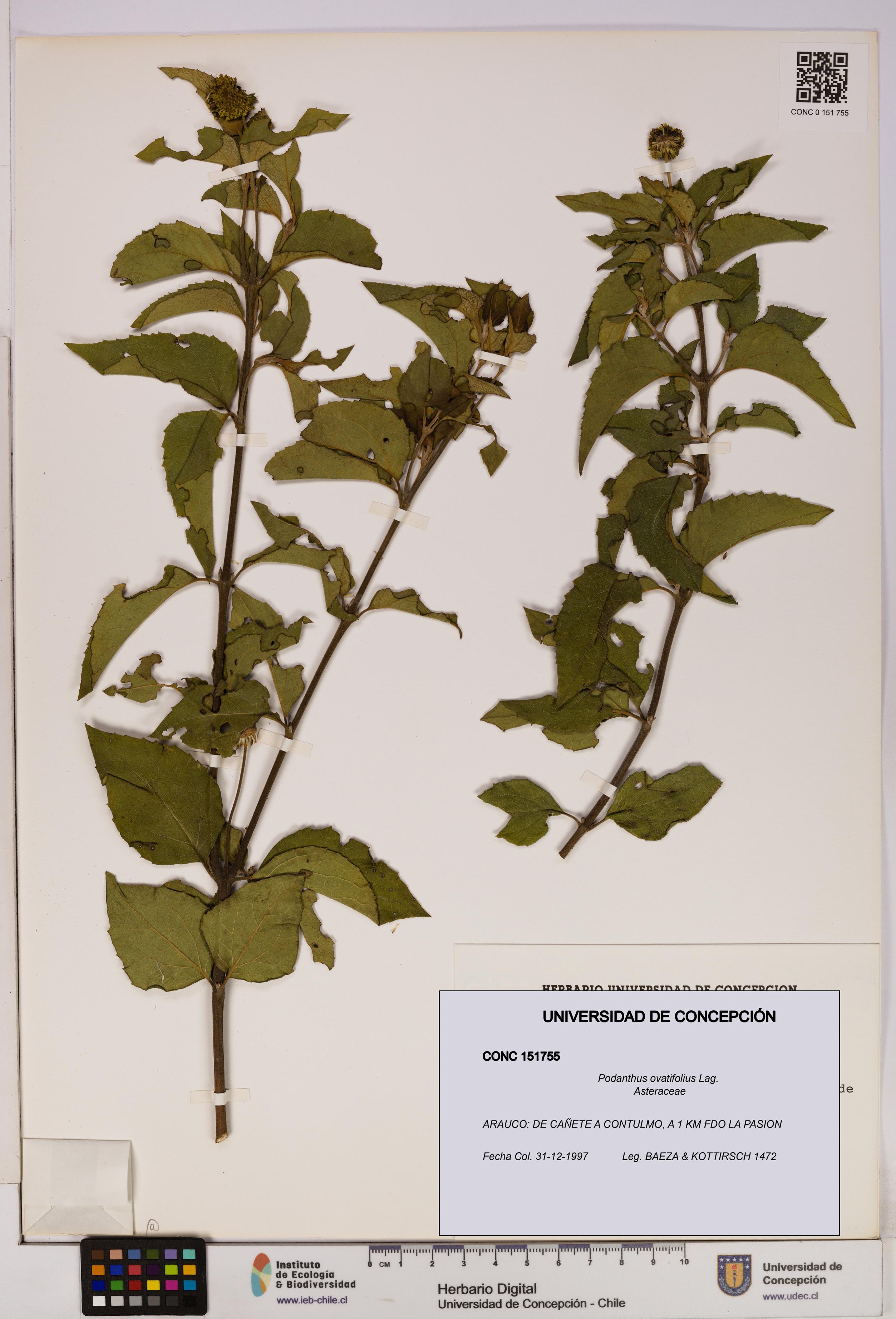 Podanthus ovatifolius [Espécimen: ]