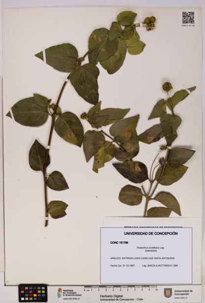 Podanthus ovatifolius [Espécimen: ]