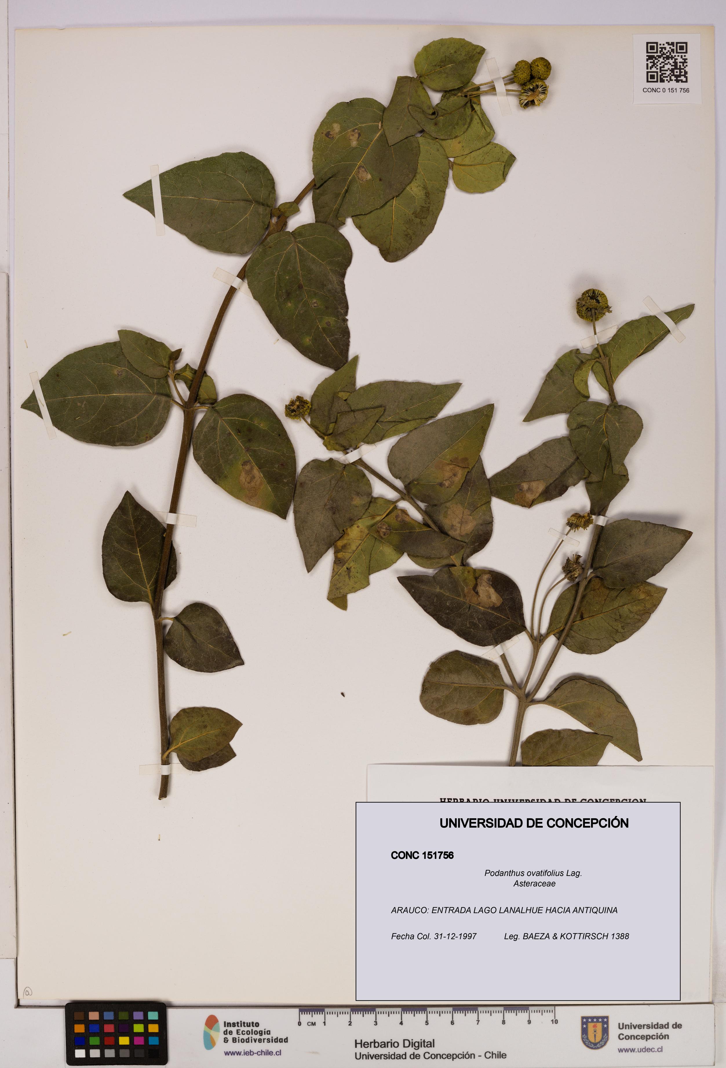 Podanthus ovatifolius [Espécimen: ]
