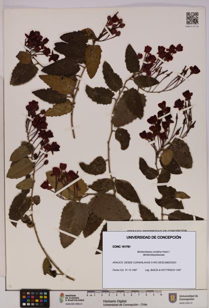 Berberidopsis corallina [Espécimen: UDEC:CONC:0151761]