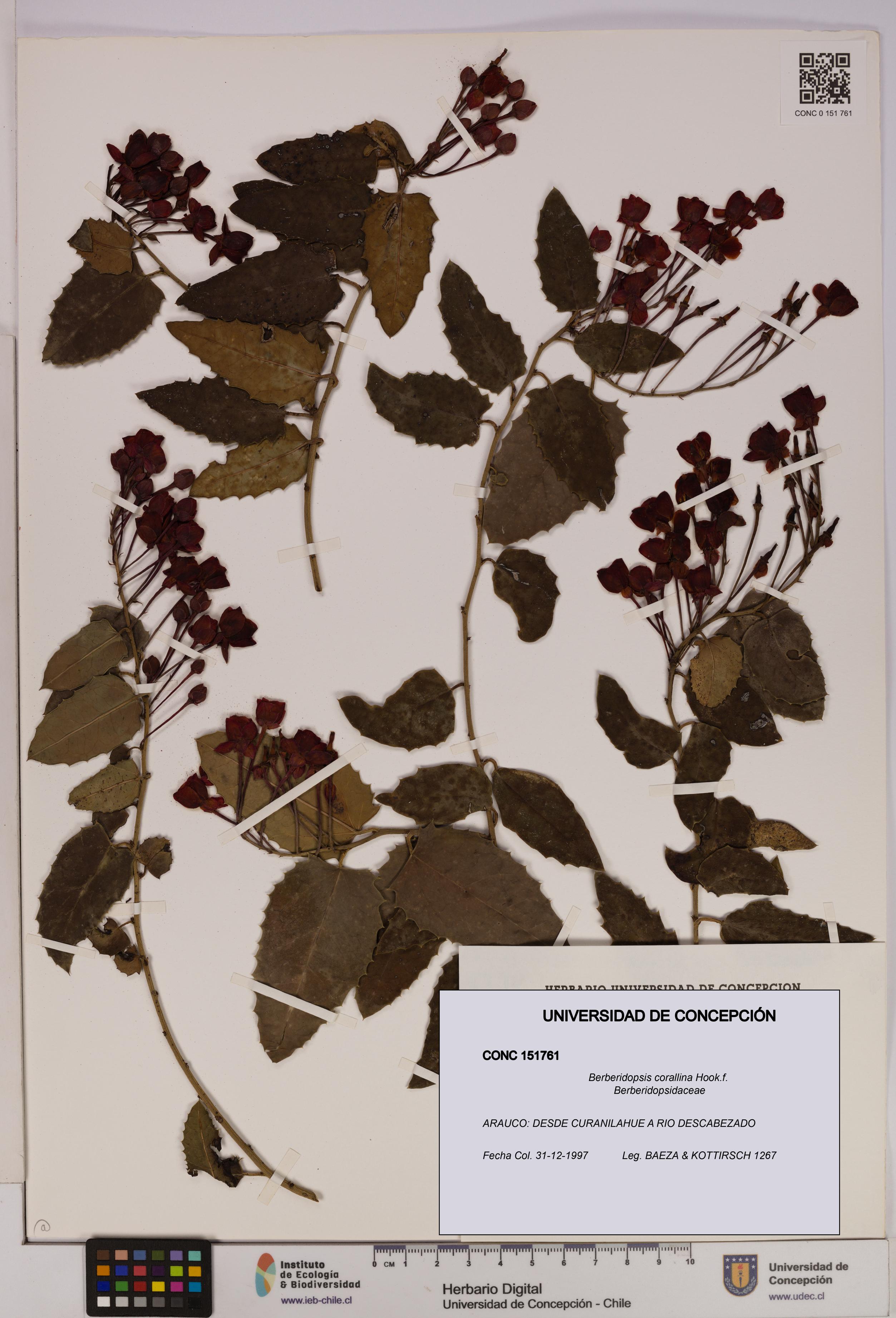 Berberidopsis corallina [Espécimen: UDEC:CONC:0151761]