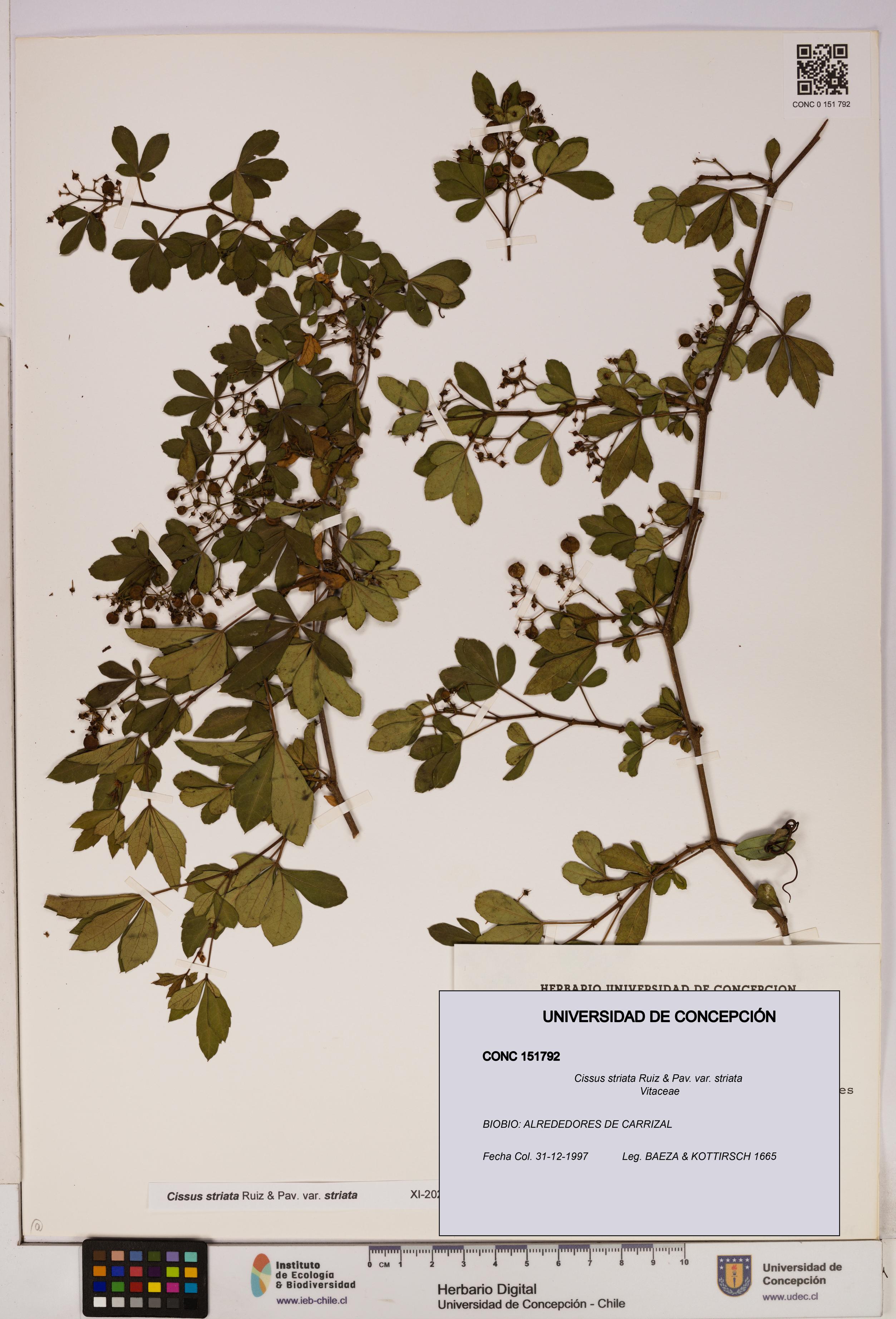 Cissus striata var. striata [Espécimen: UDEC:CONC:0151792]