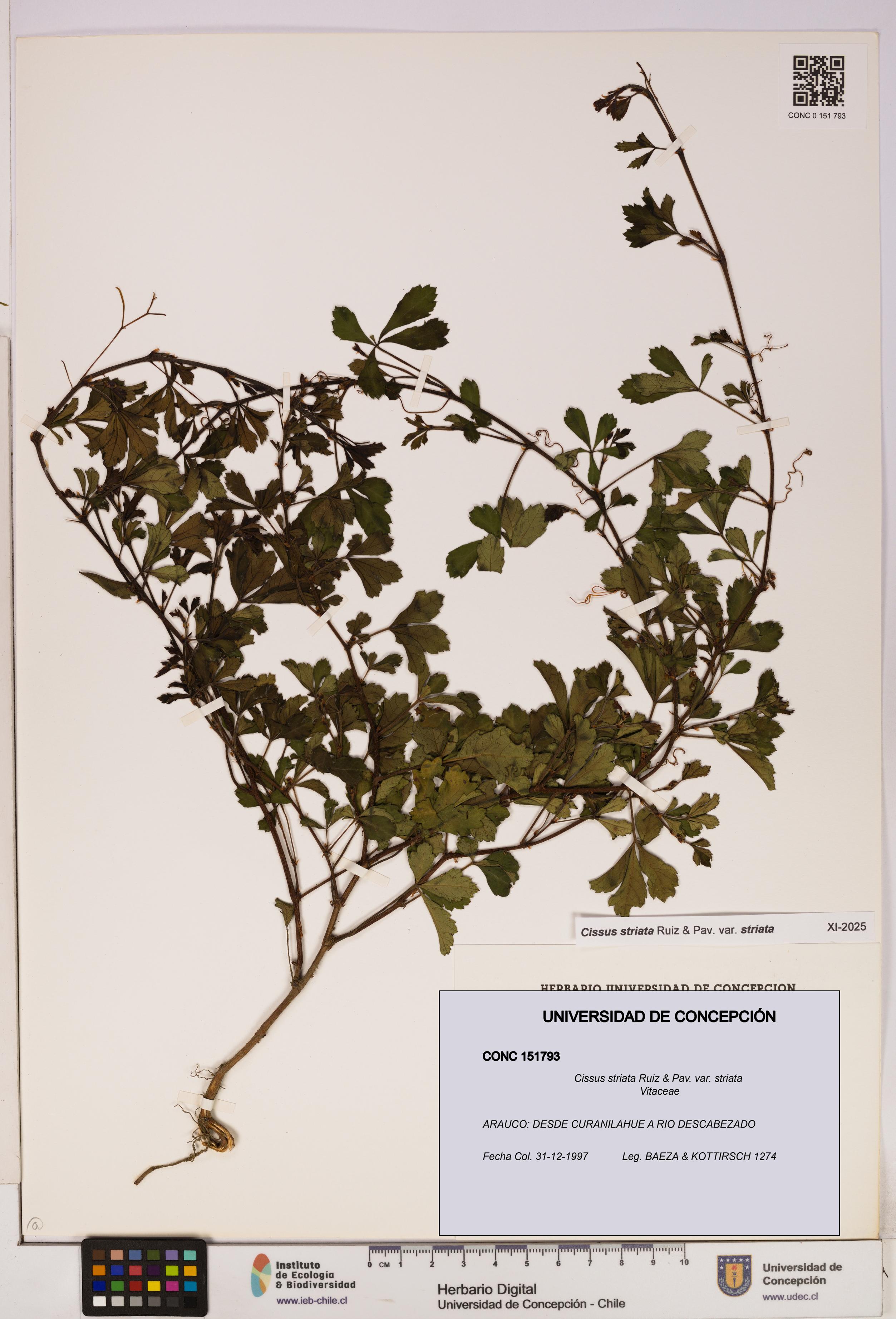 Cissus striata var. striata [Espécimen: UDEC:CONC:0151793]