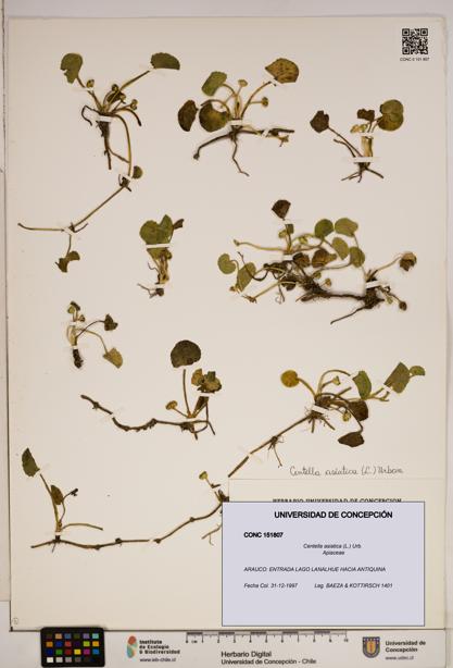 Centella asiatica [Espécimen: ]