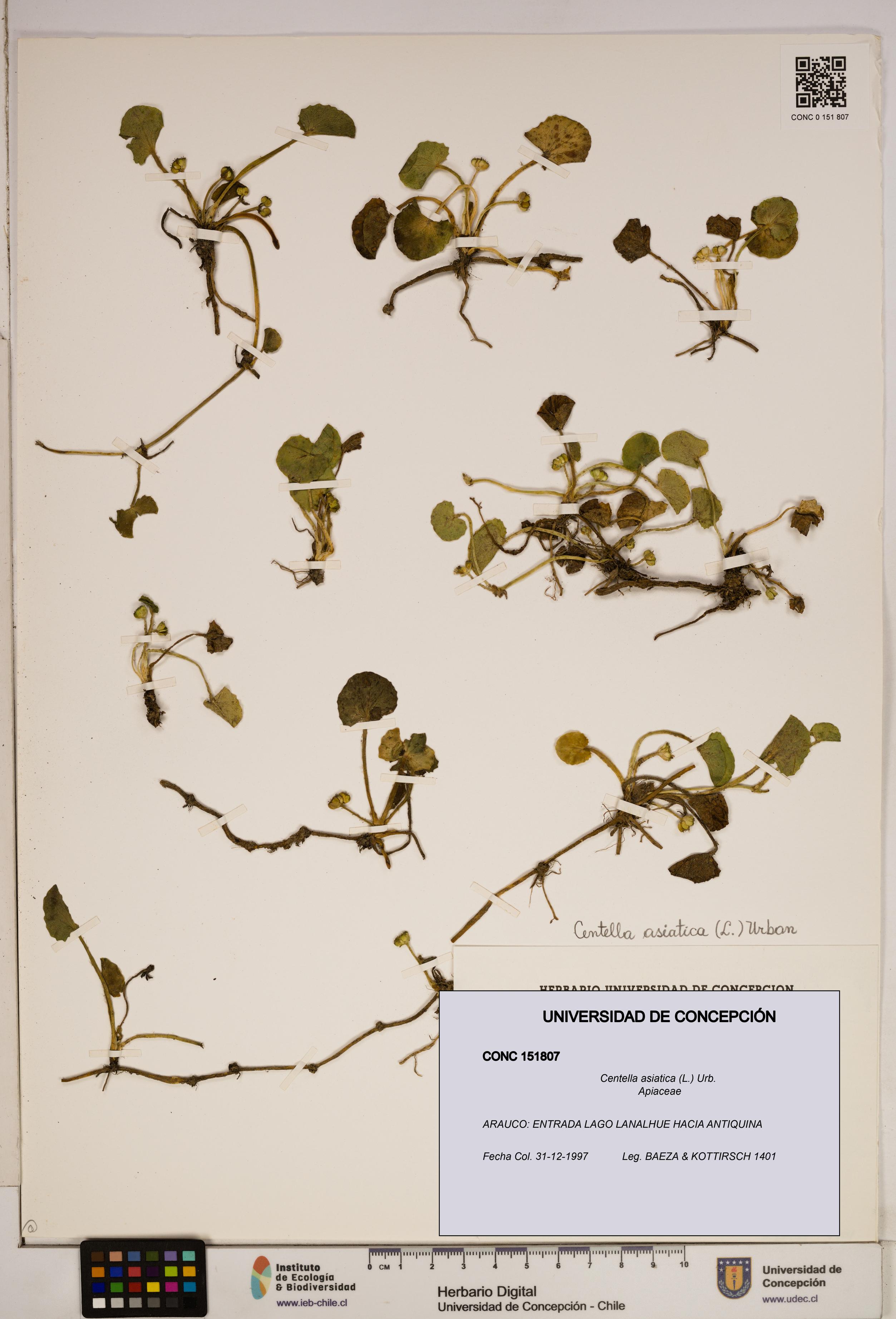 Centella asiatica [Espécimen: ]