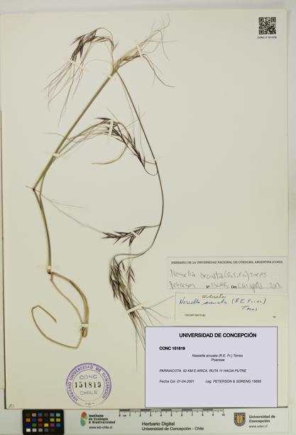 Nassella arcuata [Espécimen: UDEC:CONC:0151819]
