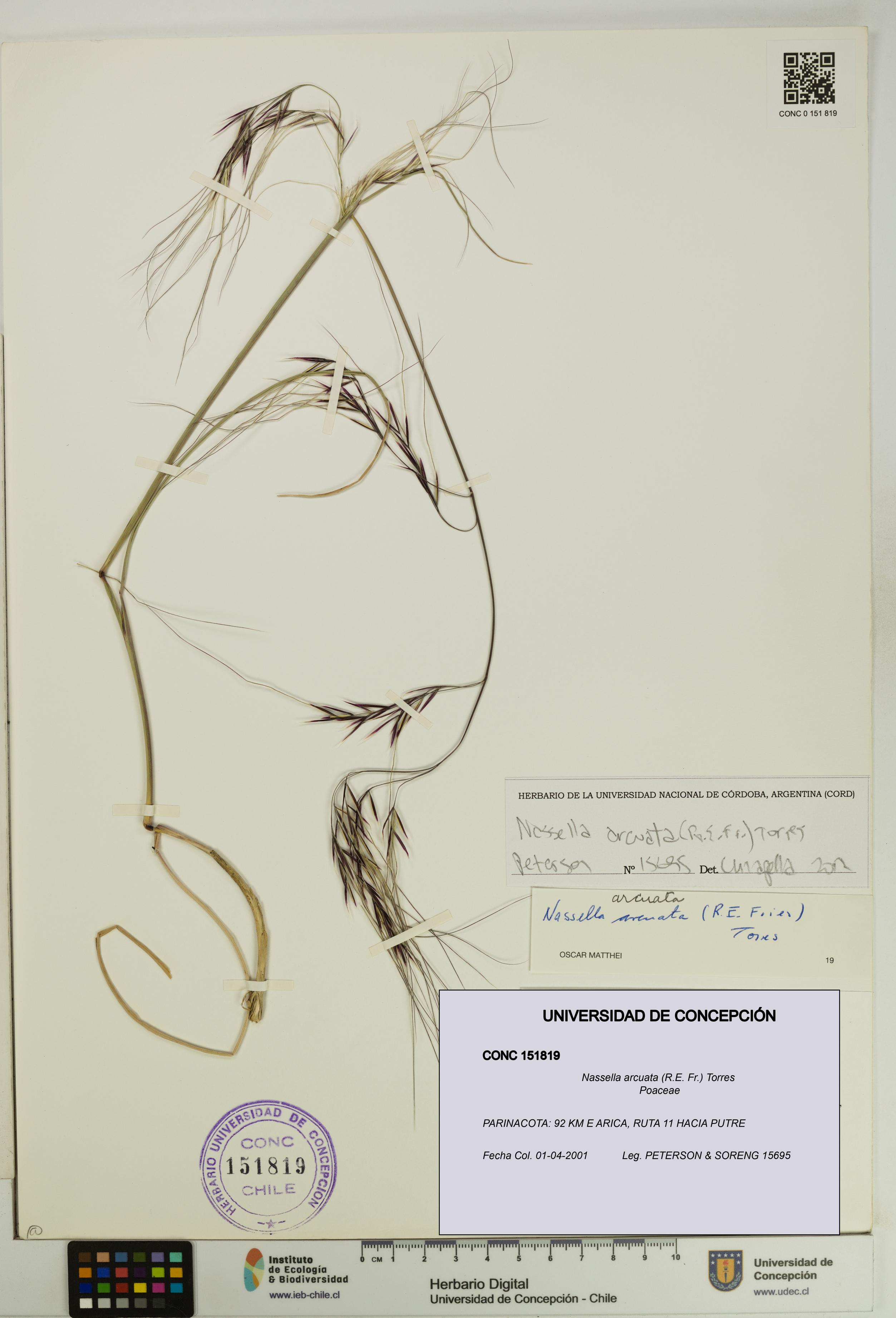 Nassella arcuata [Espécimen: UDEC:CONC:0151819]