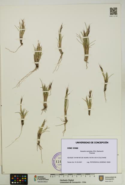 Nassella nardoides [Espécimen: UDEC:CONC:0151822]