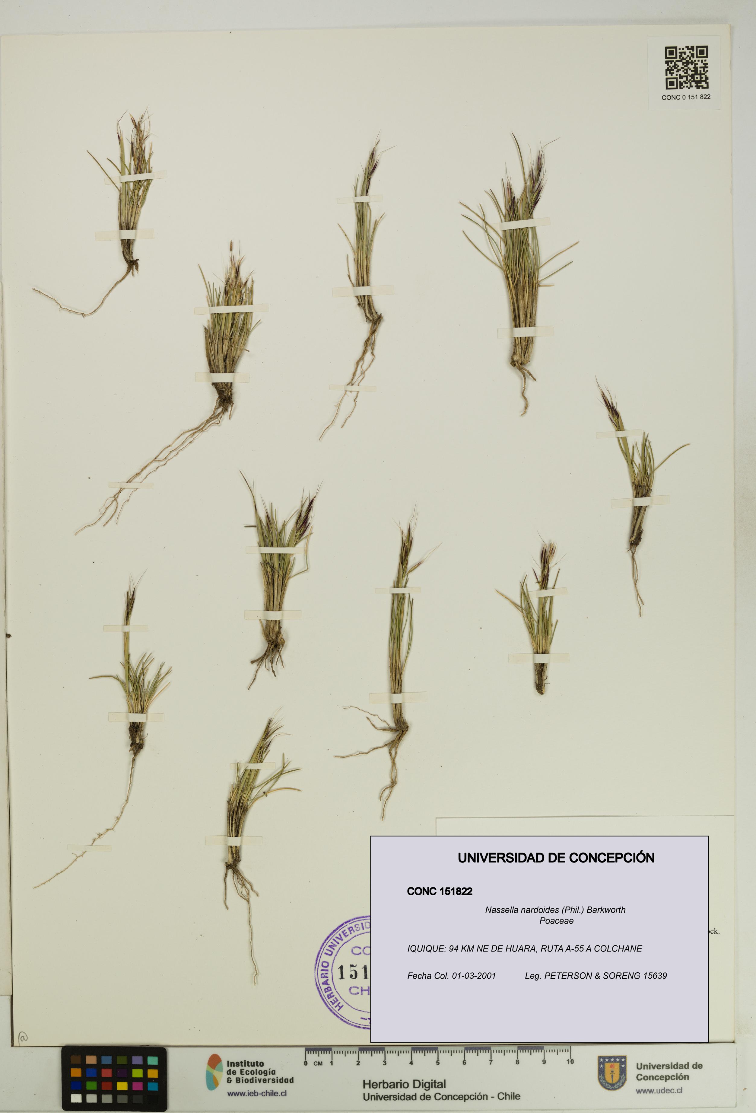 Nassella nardoides [Espécimen: UDEC:CONC:0151822]