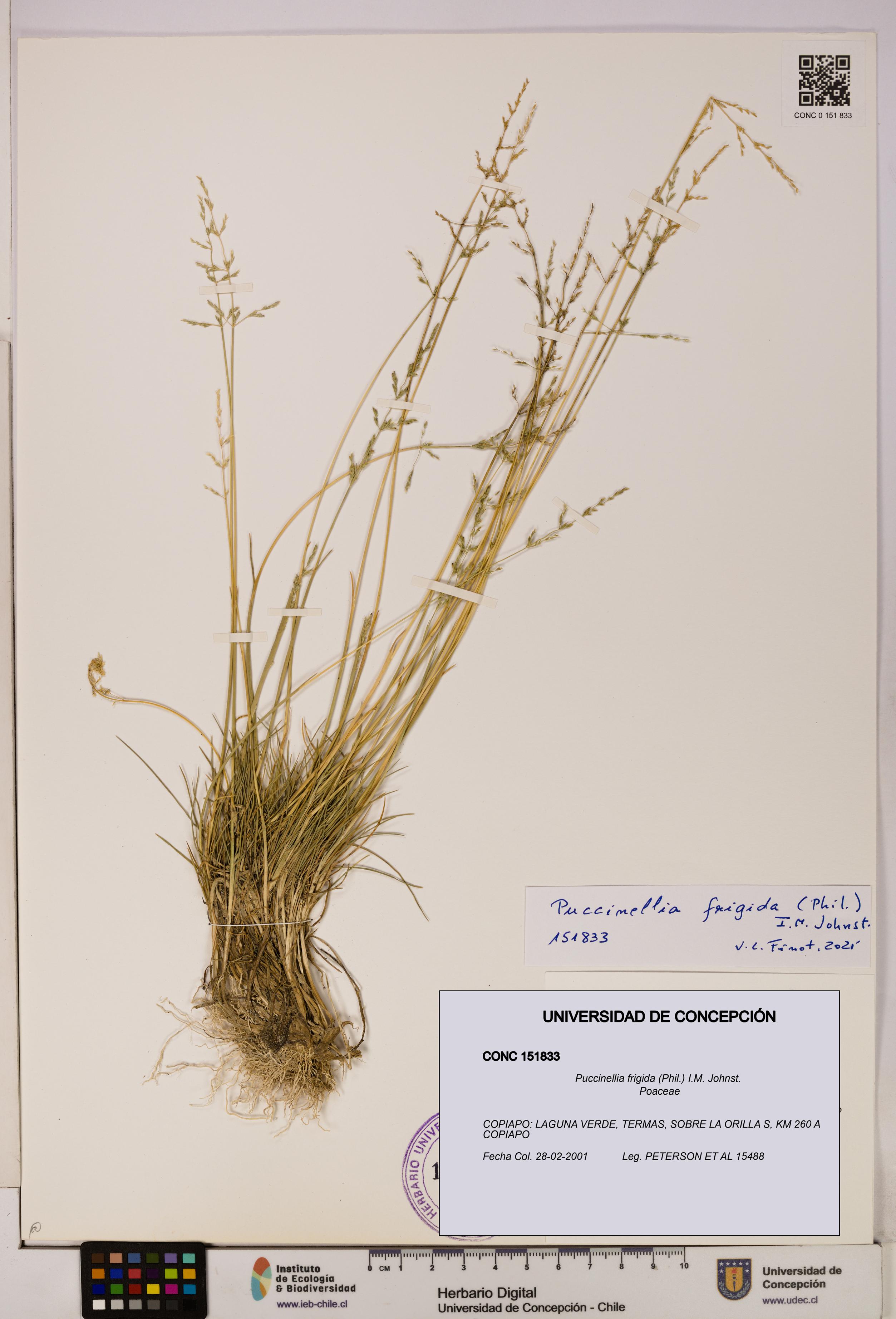Puccinellia frigida [Espécimen: UDEC:CONC:0151833]