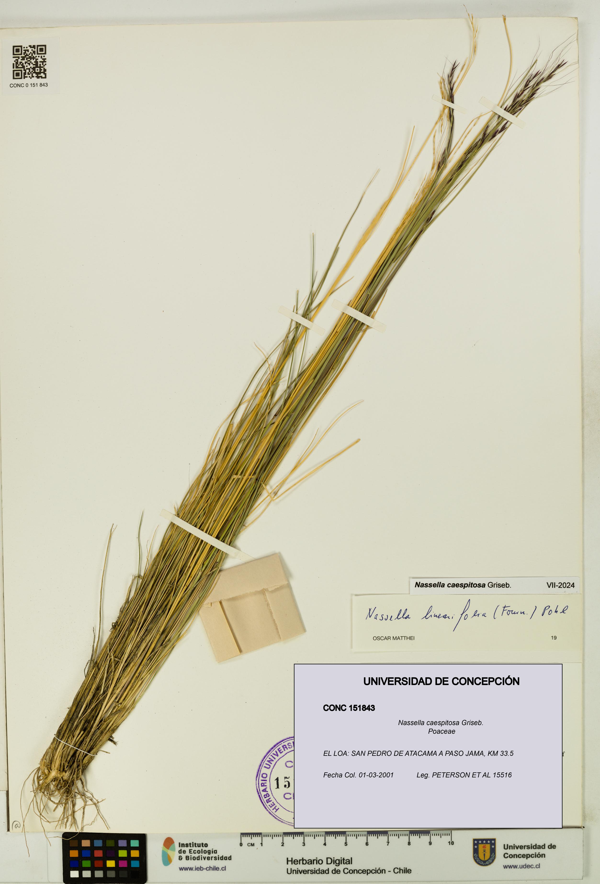 Nassella caespitosa [Espécimen: UDEC:CONC:0151843]