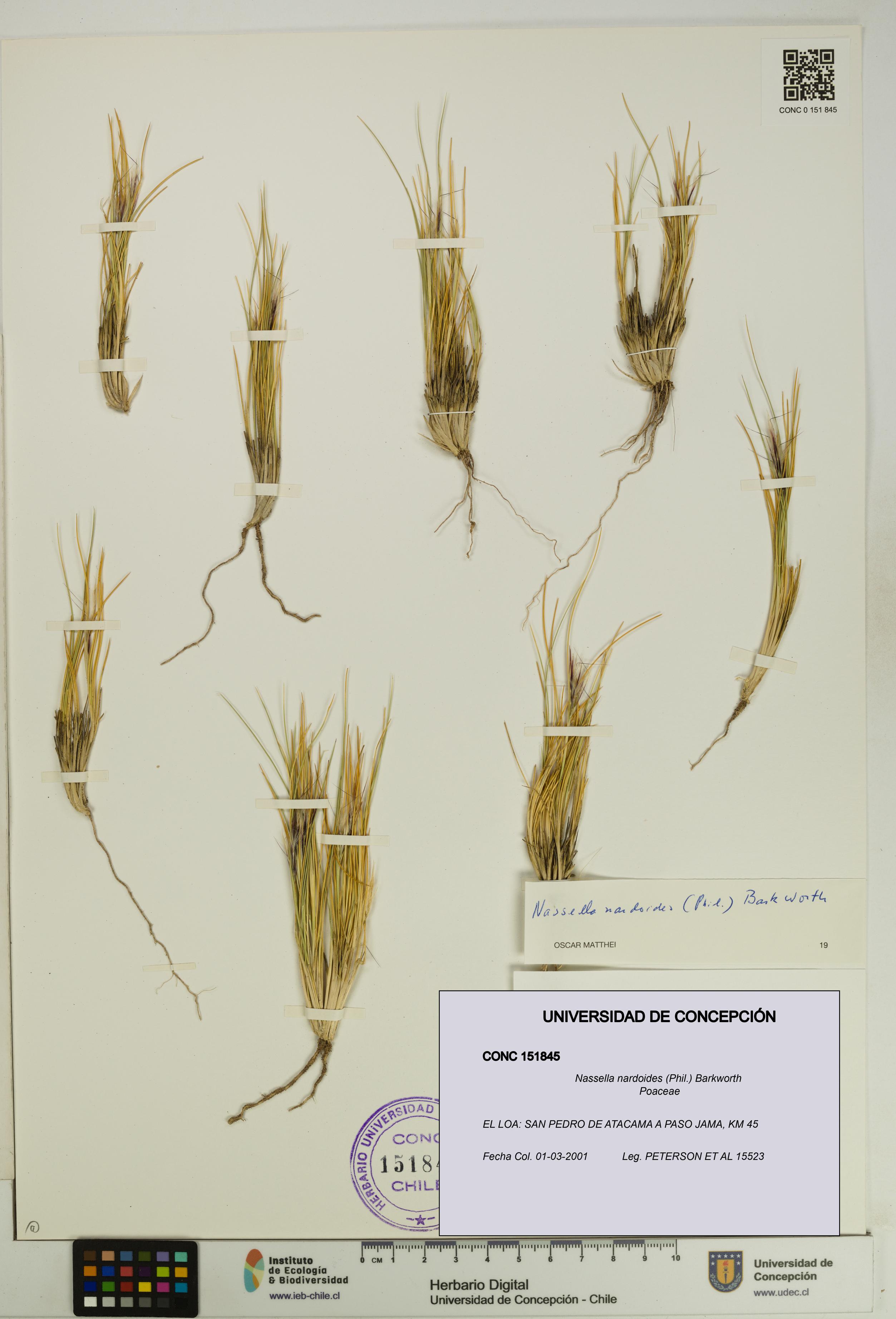 Nassella nardoides [Espécimen: UDEC:CONC:0151845]
