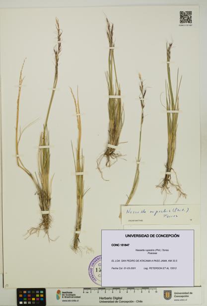 Nassella rupestris [Espécimen: UDEC:CONC:0151847]