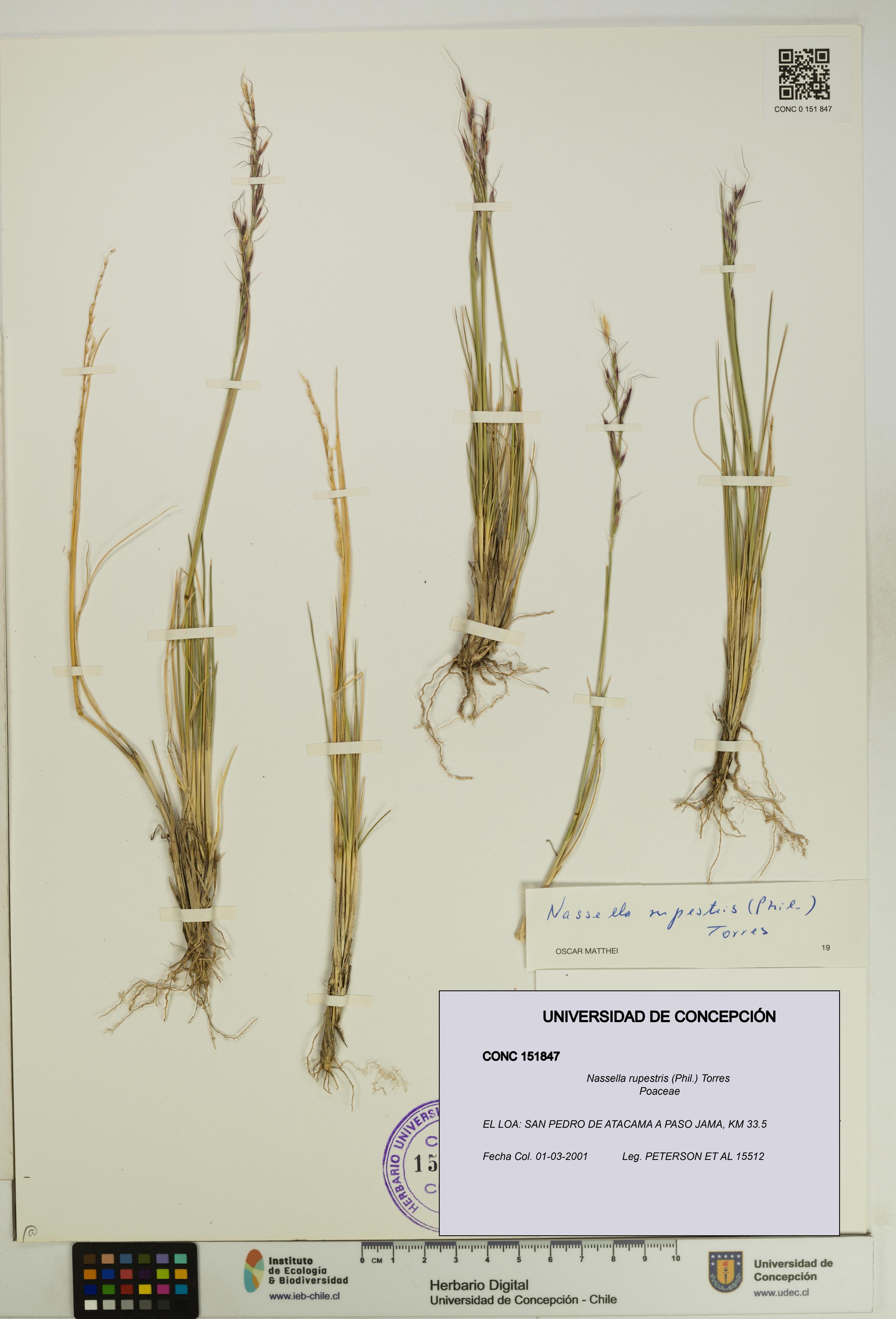 Nassella rupestris [Espécimen: UDEC:CONC:0151847]