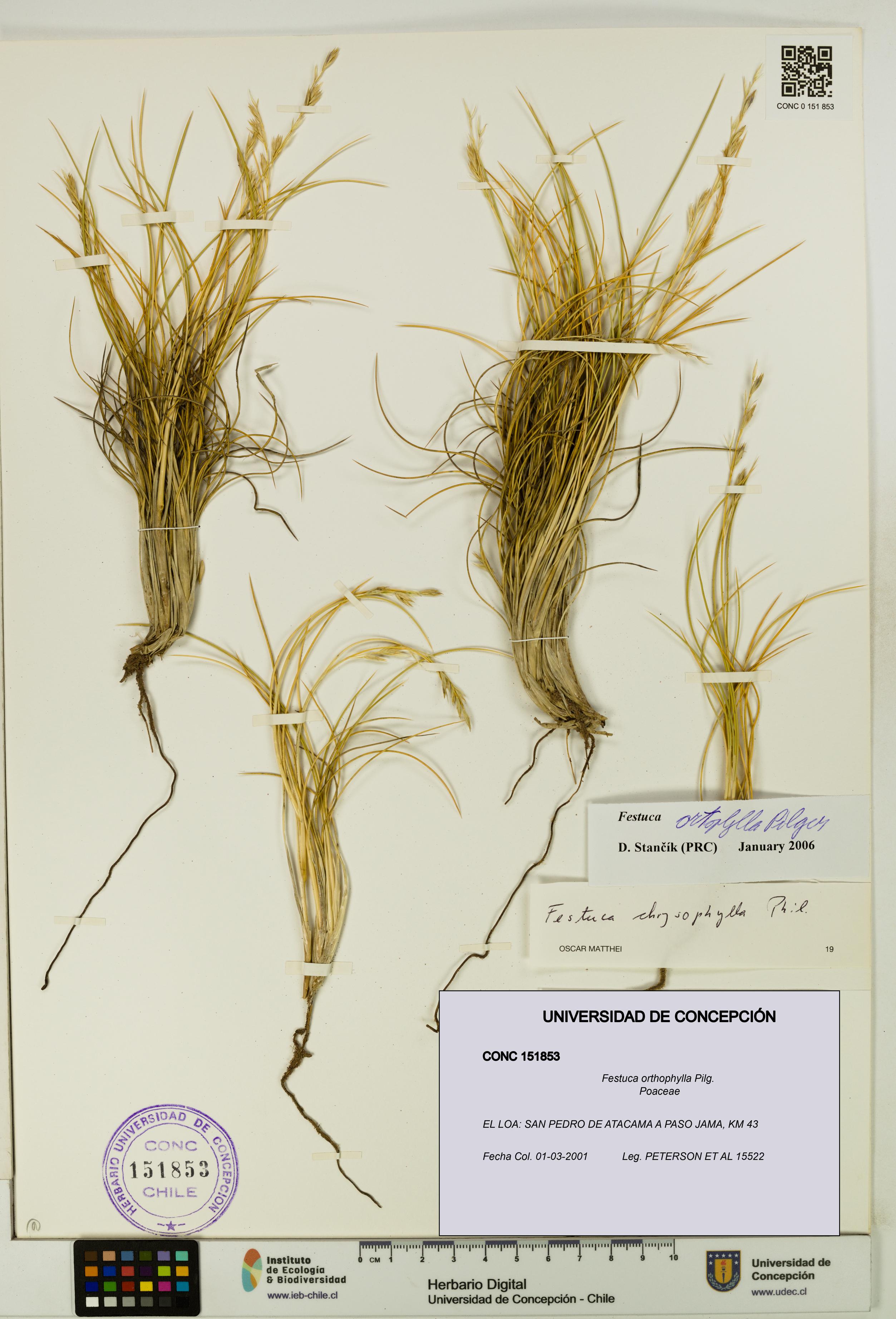 Festuca orthophylla [Espécimen: UDEC:CONC:0151853]
