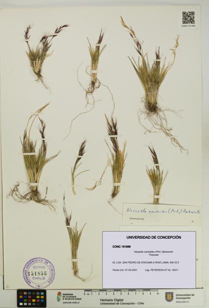 Nassella nardoides [Espécimen: UDEC:CONC:0151856]