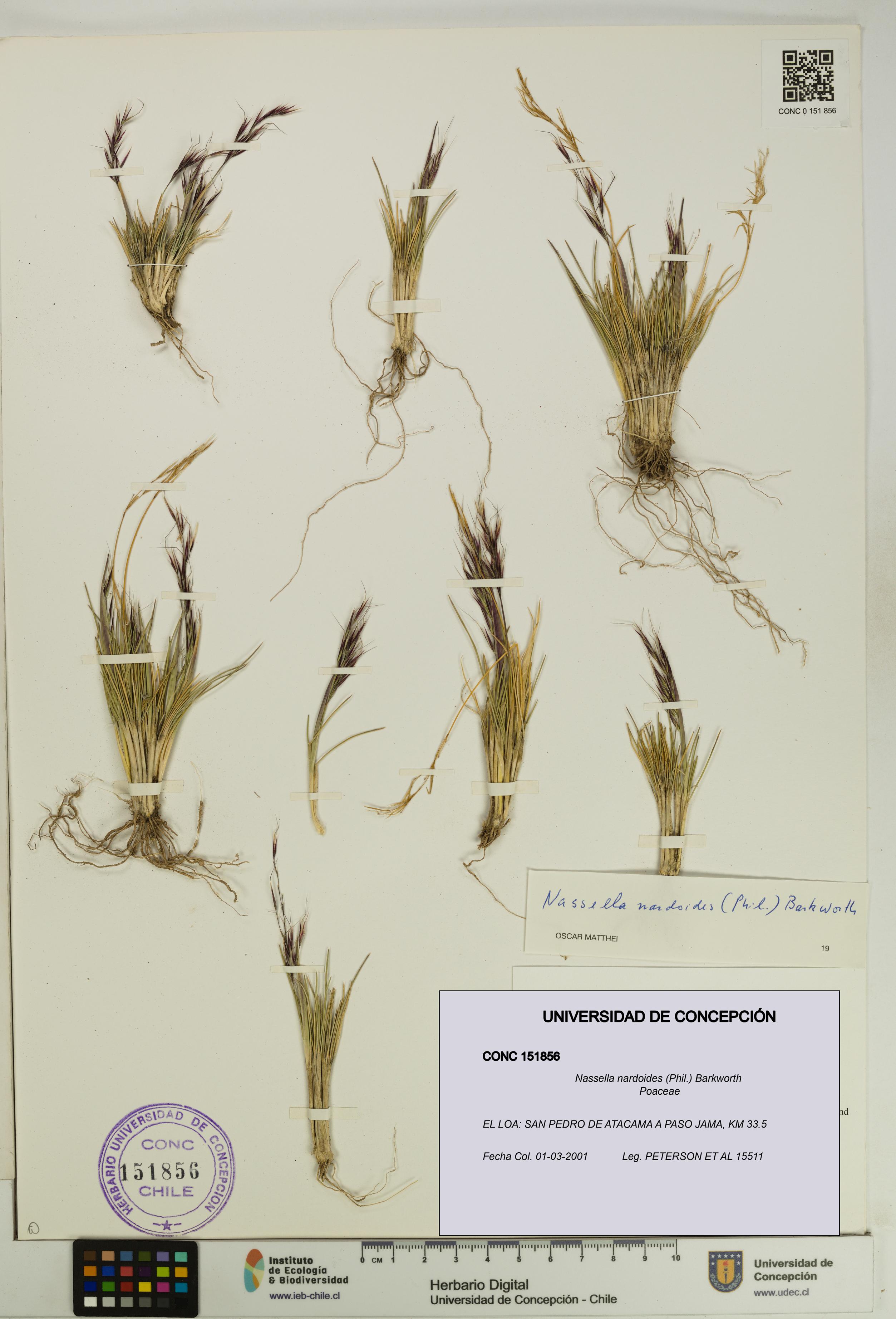 Nassella nardoides [Espécimen: UDEC:CONC:0151856]
