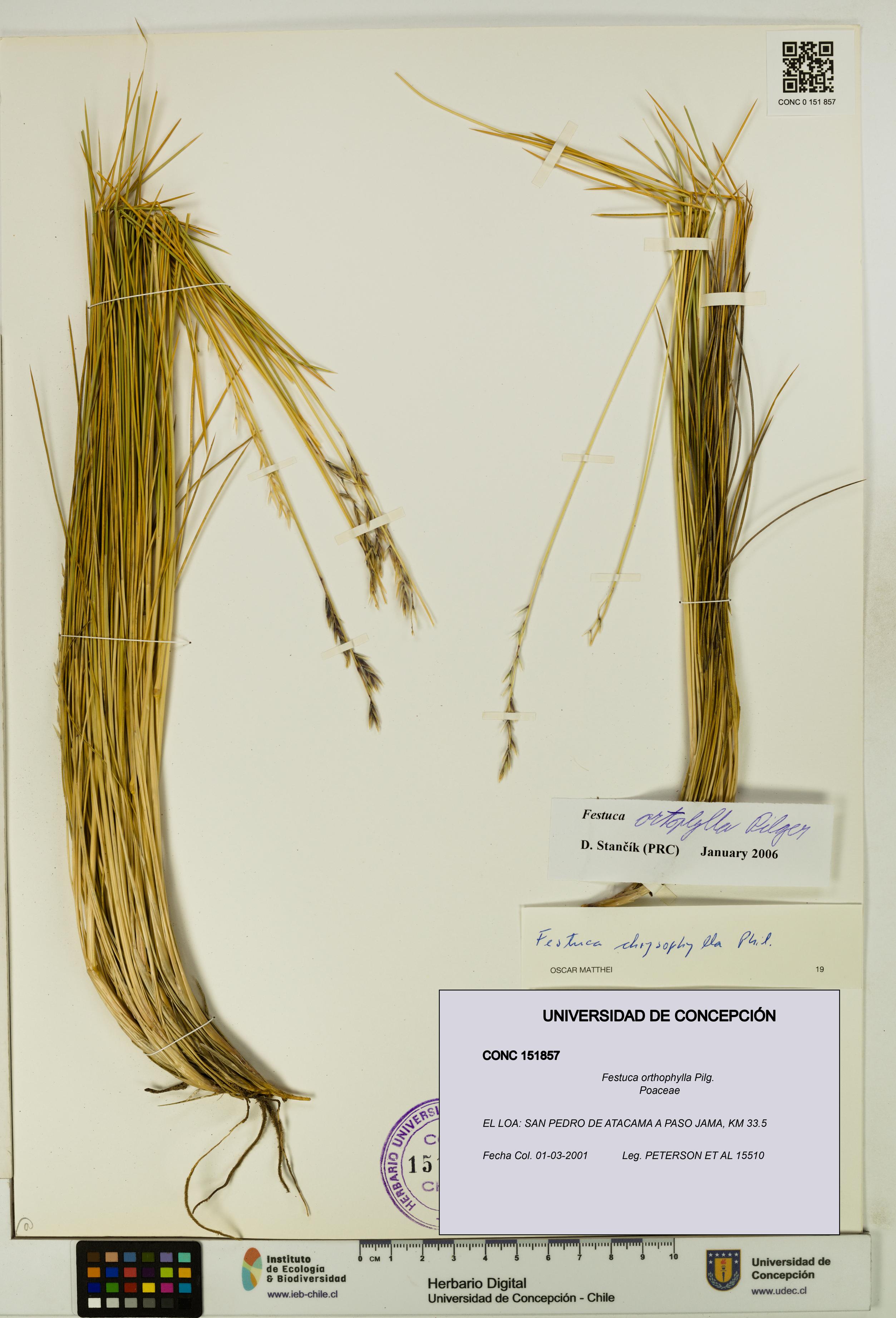 Festuca orthophylla [Espécimen: UDEC:CONC:0151857]