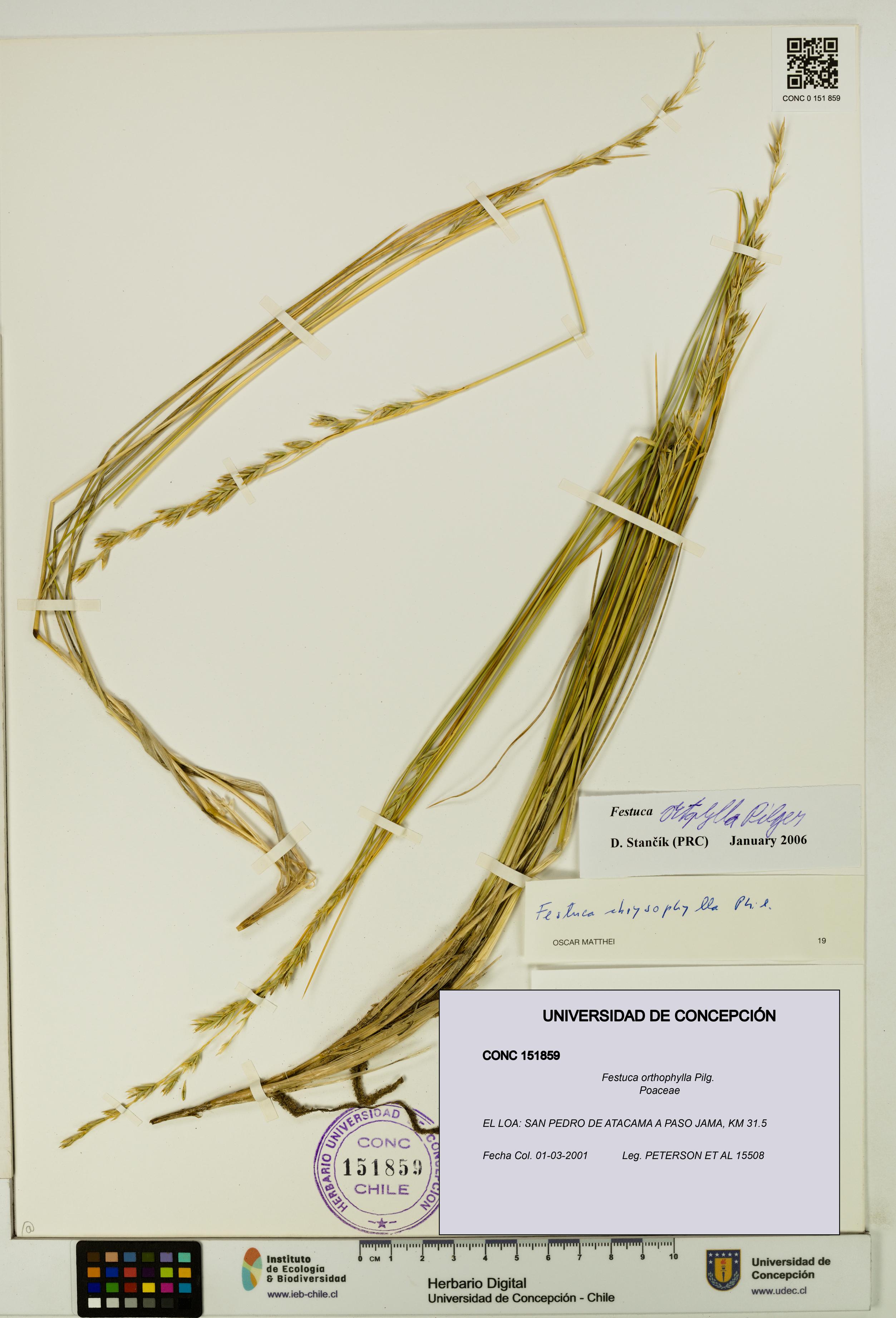 Festuca orthophylla [Espécimen: UDEC:CONC:0151859]