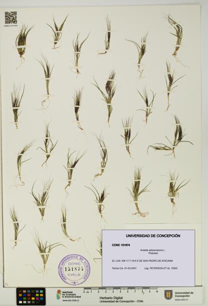 Aristida adscensionis [Espécimen: UDEC:CONC:0151874]