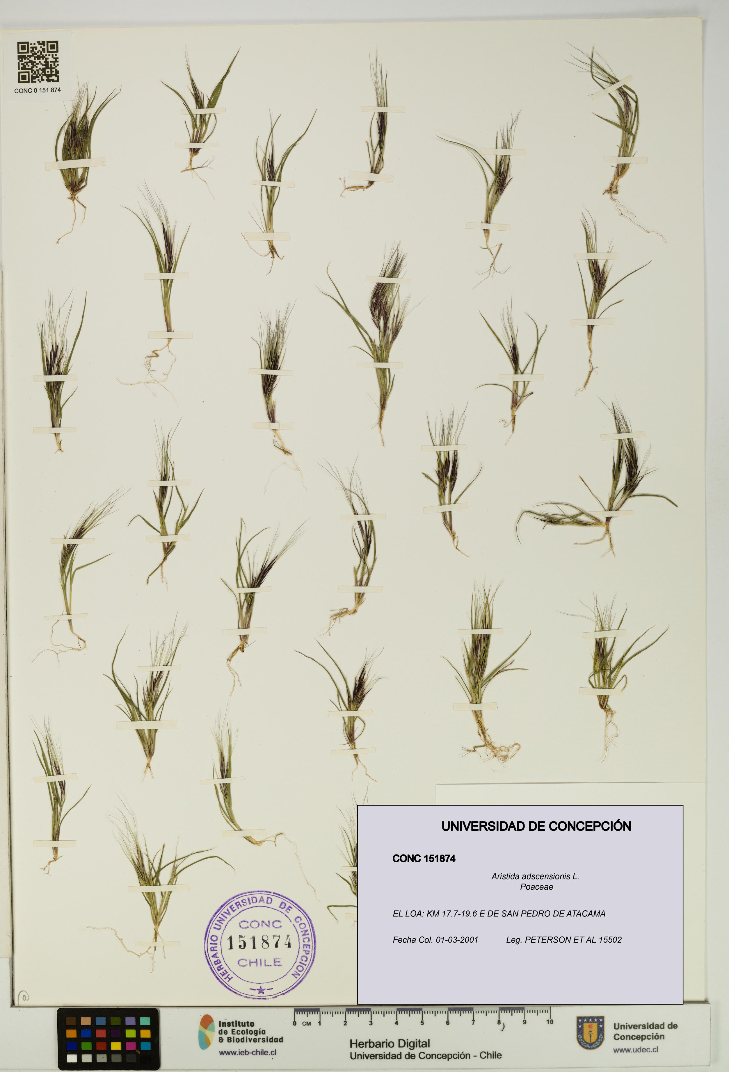 Aristida adscensionis [Espécimen: UDEC:CONC:0151874]
