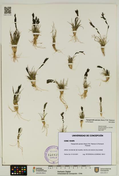 Tripogonella spicata [Espécimen: UDEC:CONC:0151878]