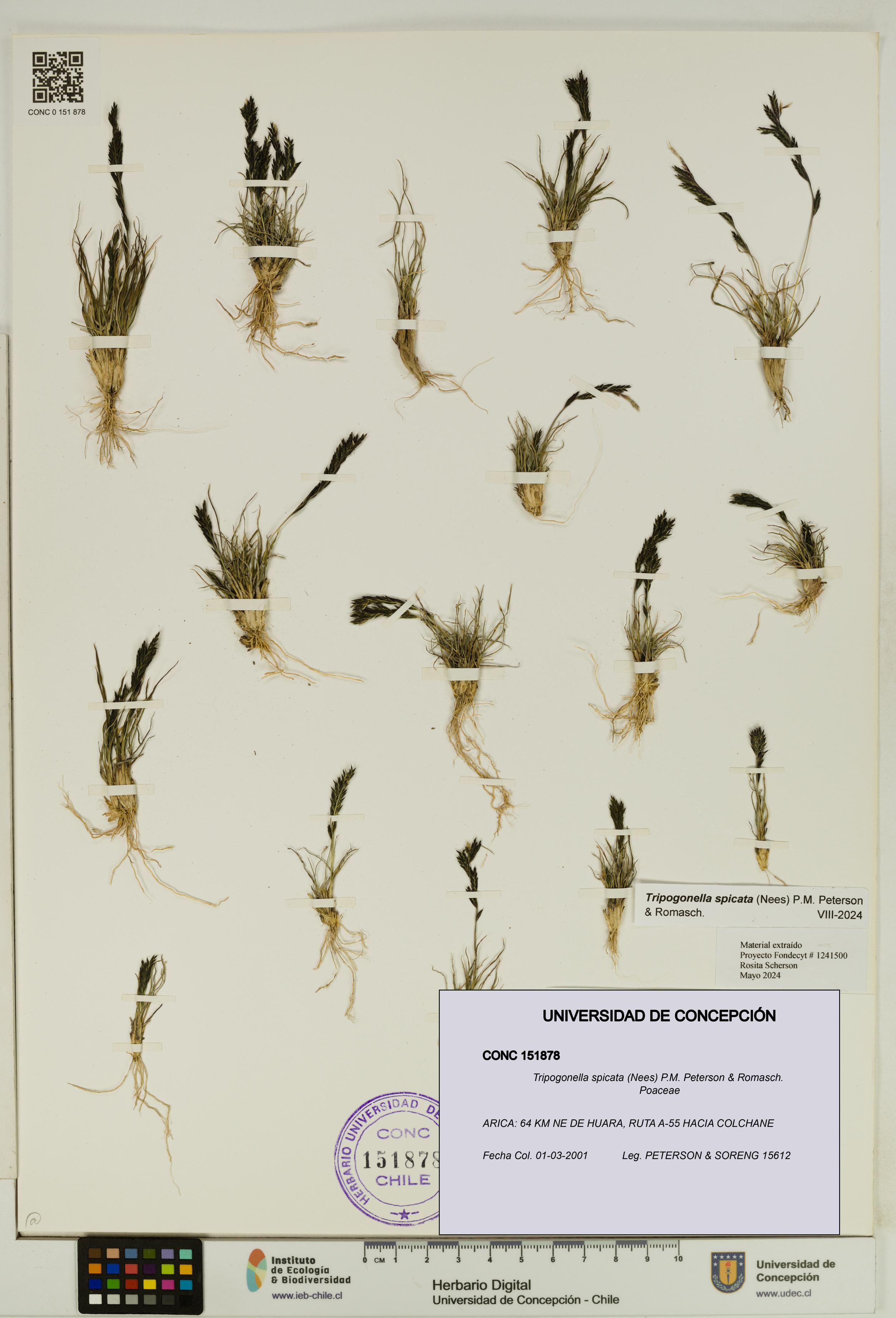 Tripogonella spicata [Espécimen: UDEC:CONC:0151878]