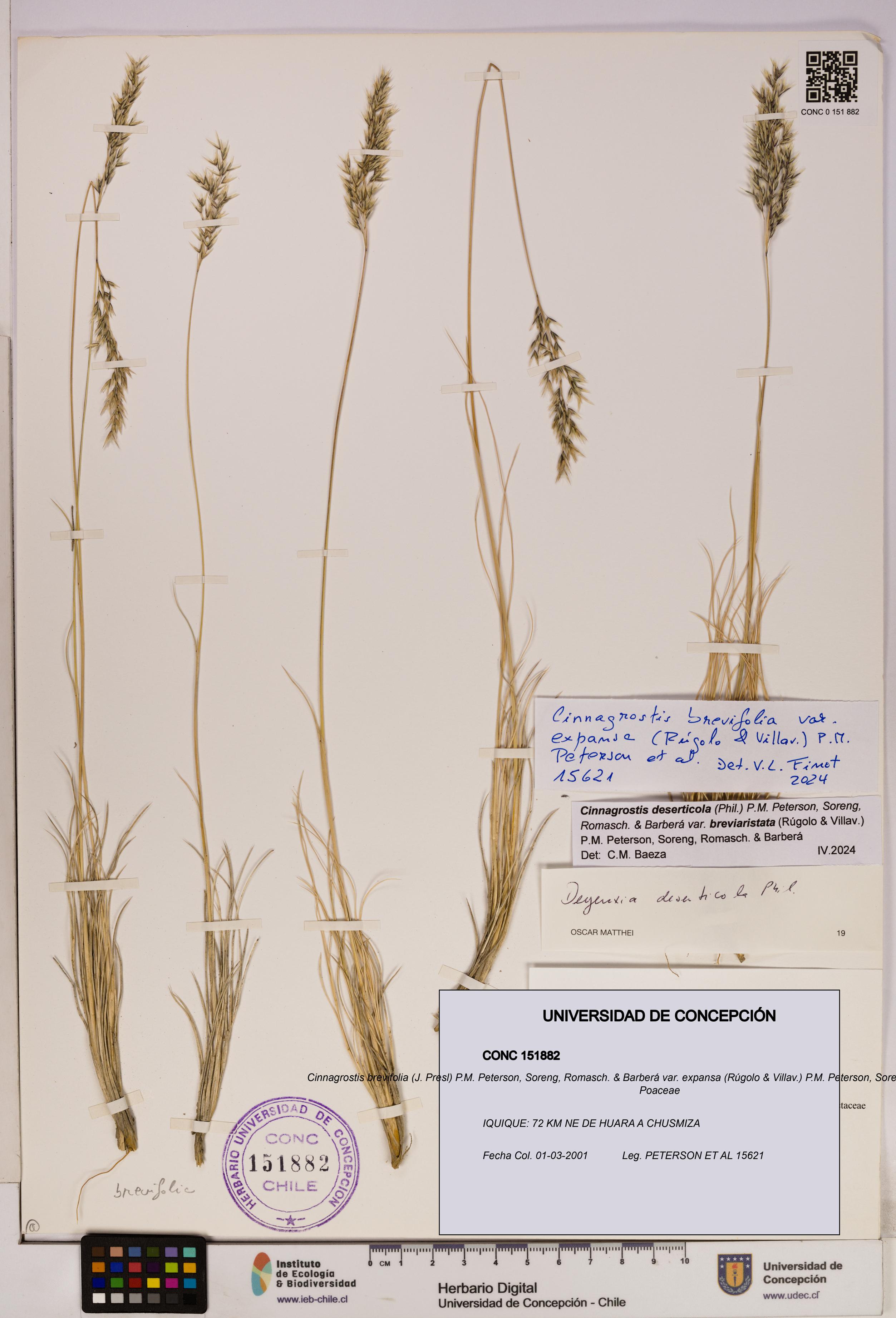 Cinnagrostis brevifolia var. expansa [Espécimen: UDEC:CONC:0151882]