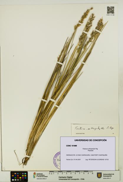 Festuca orthophylla [Espécimen: UDEC:CONC:0151885]