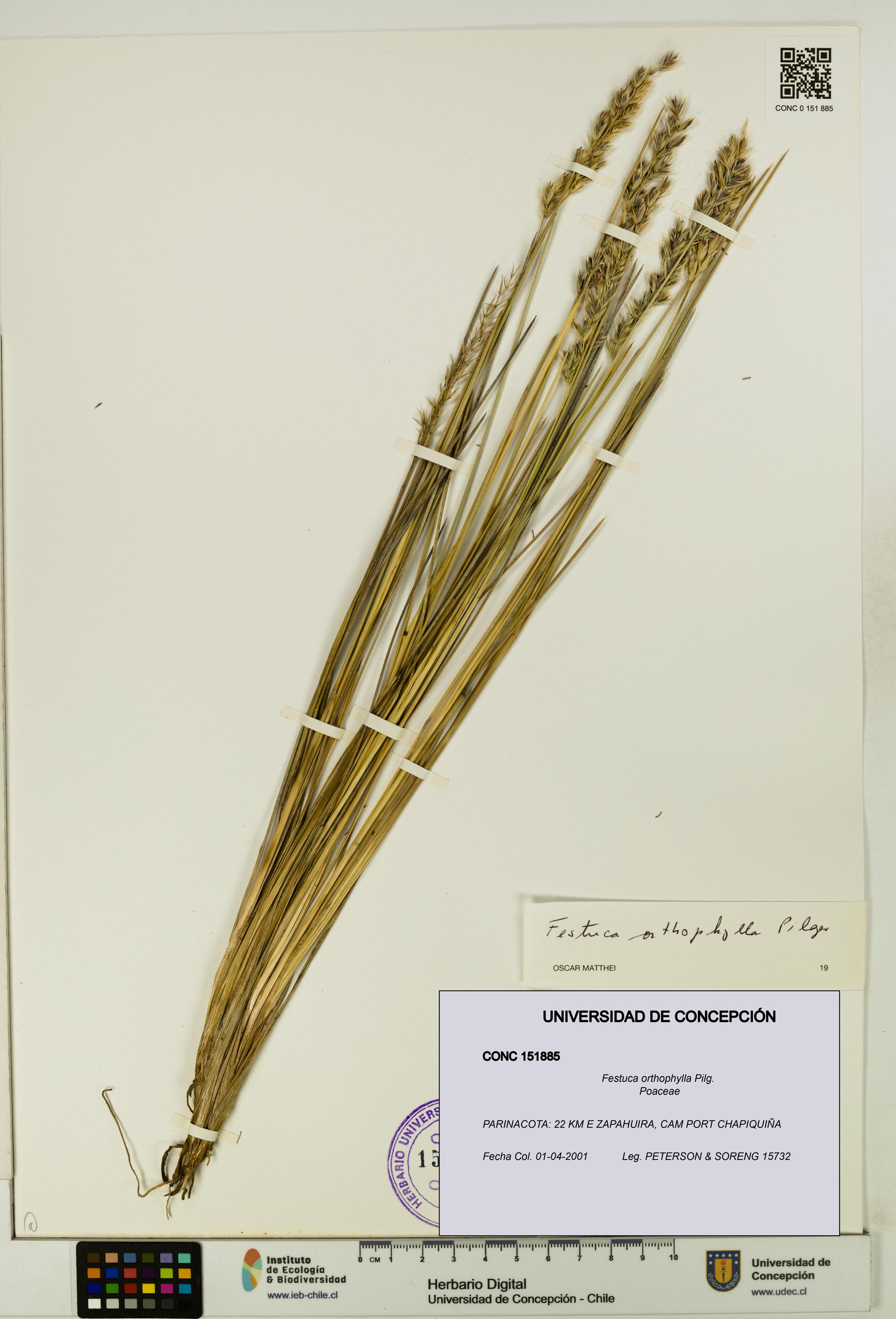 Festuca orthophylla [Espécimen: UDEC:CONC:0151885]