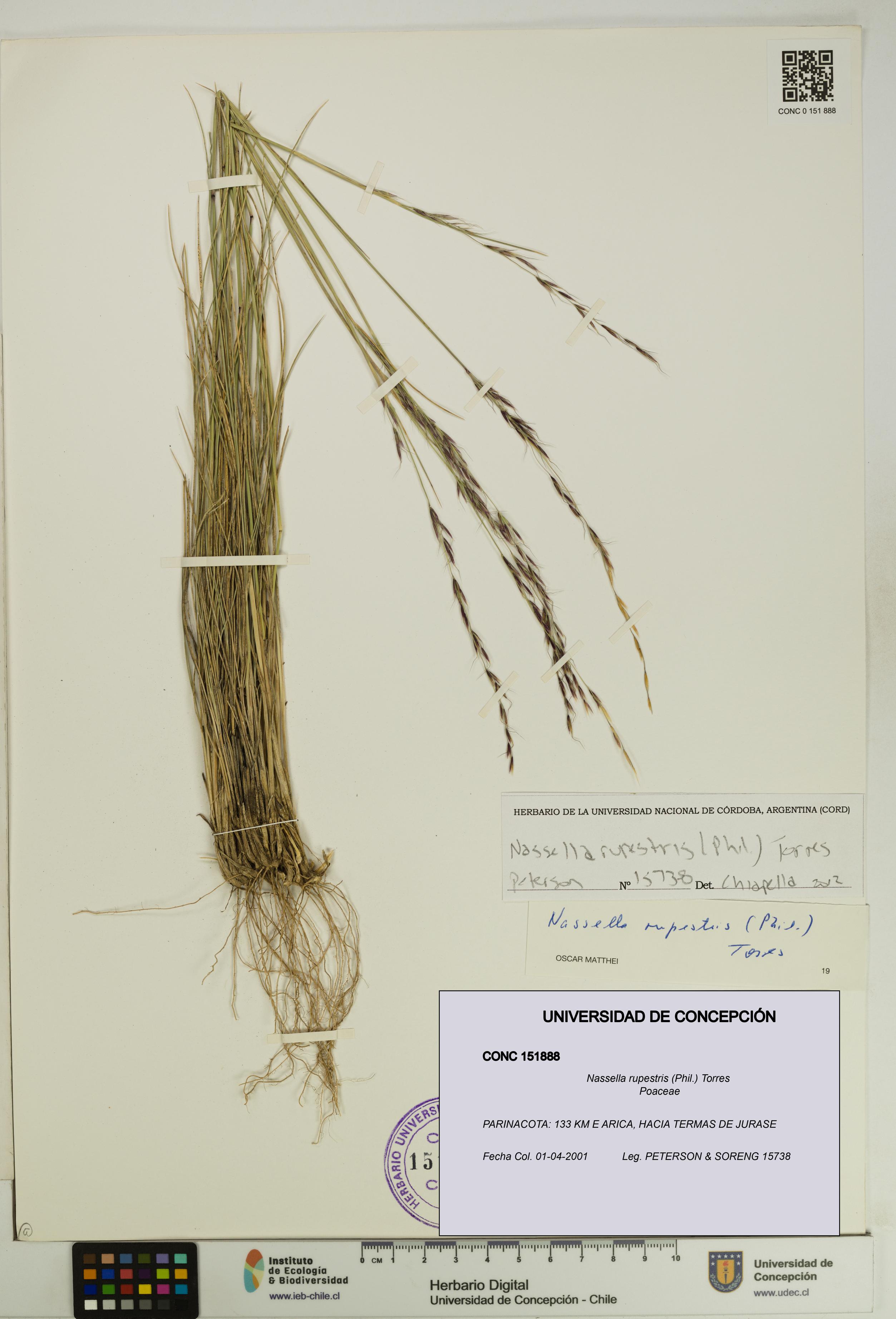 Nassella rupestris [Espécimen: UDEC:CONC:0151888]