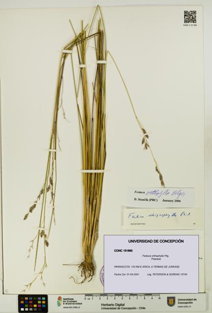Festuca orthophylla [Espécimen: UDEC:CONC:0151893]