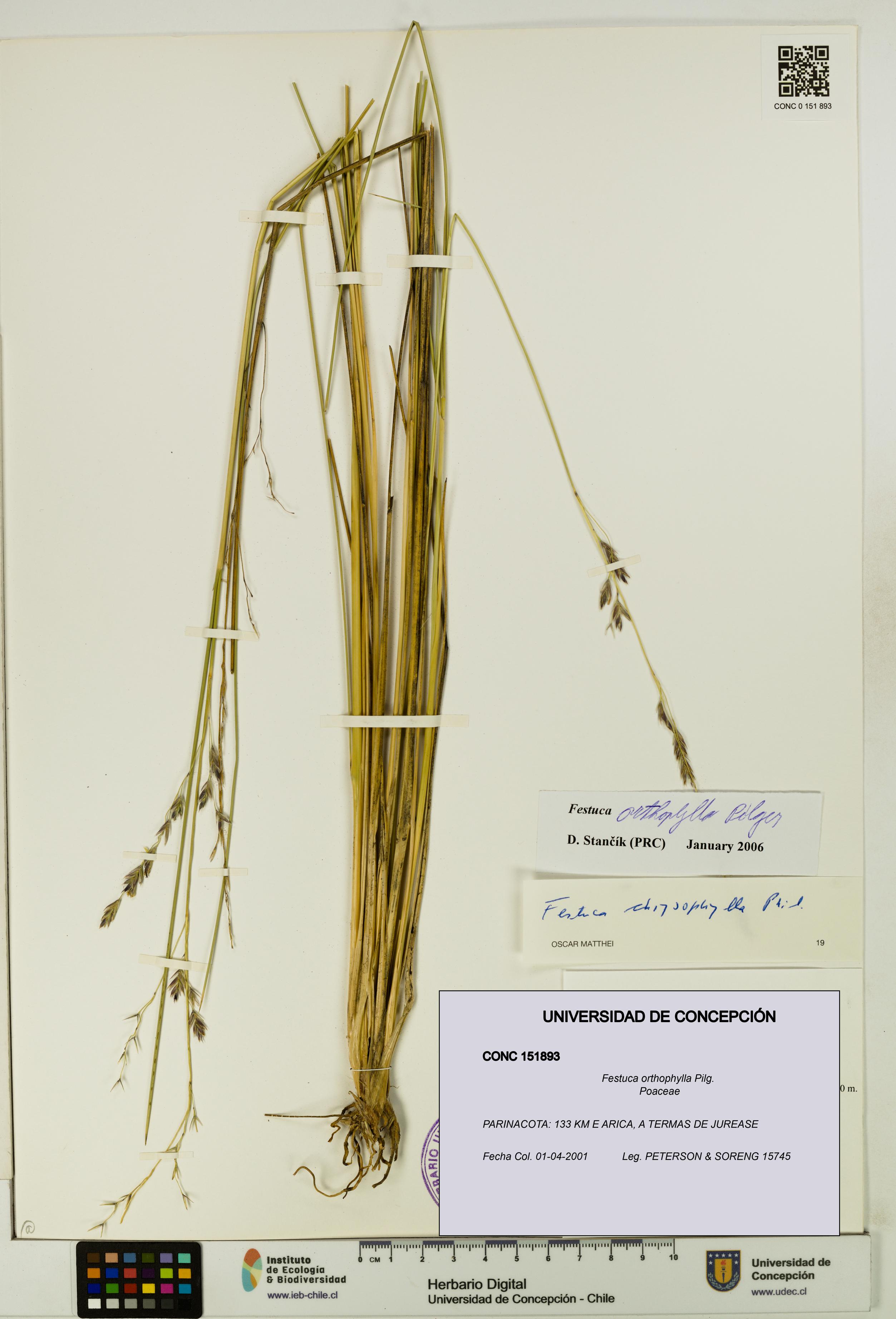 Festuca orthophylla [Espécimen: UDEC:CONC:0151893]