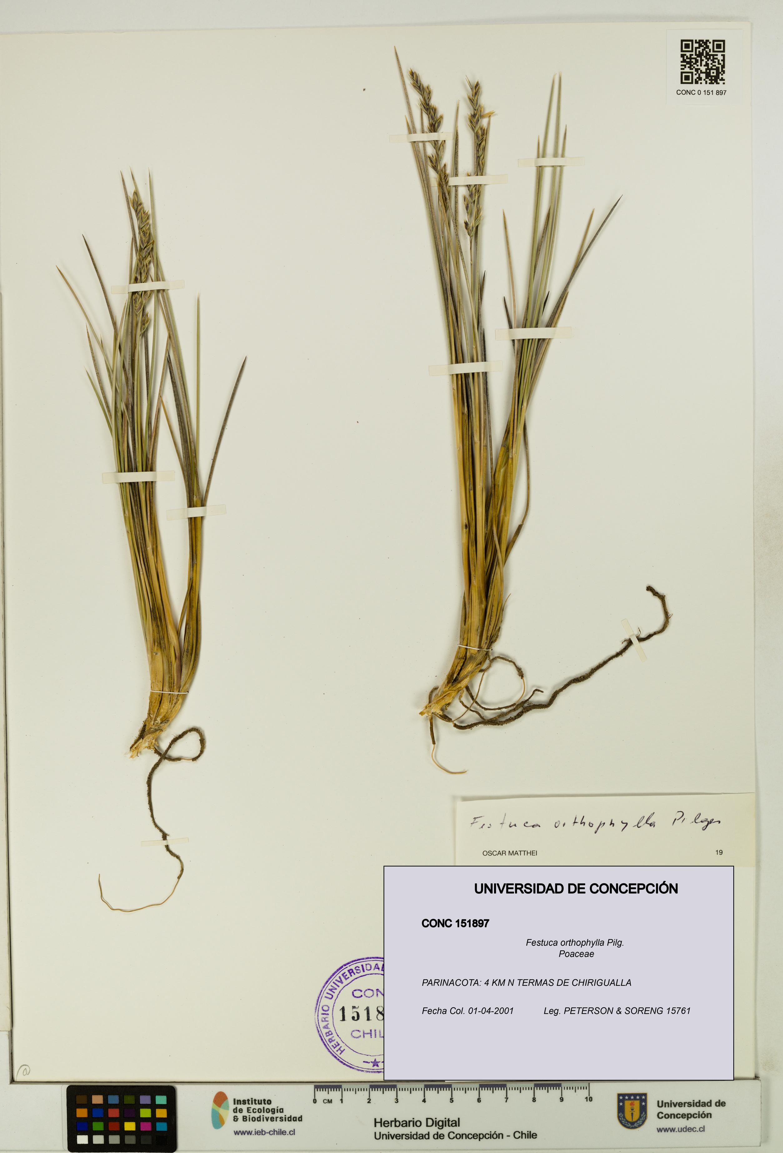 Festuca orthophylla [Espécimen: UDEC:CONC:0151897]