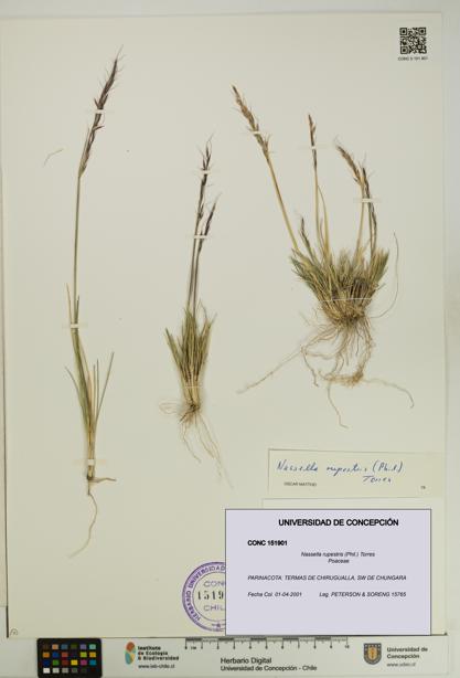 Nassella rupestris [Espécimen: UDEC:CONC:0151901]