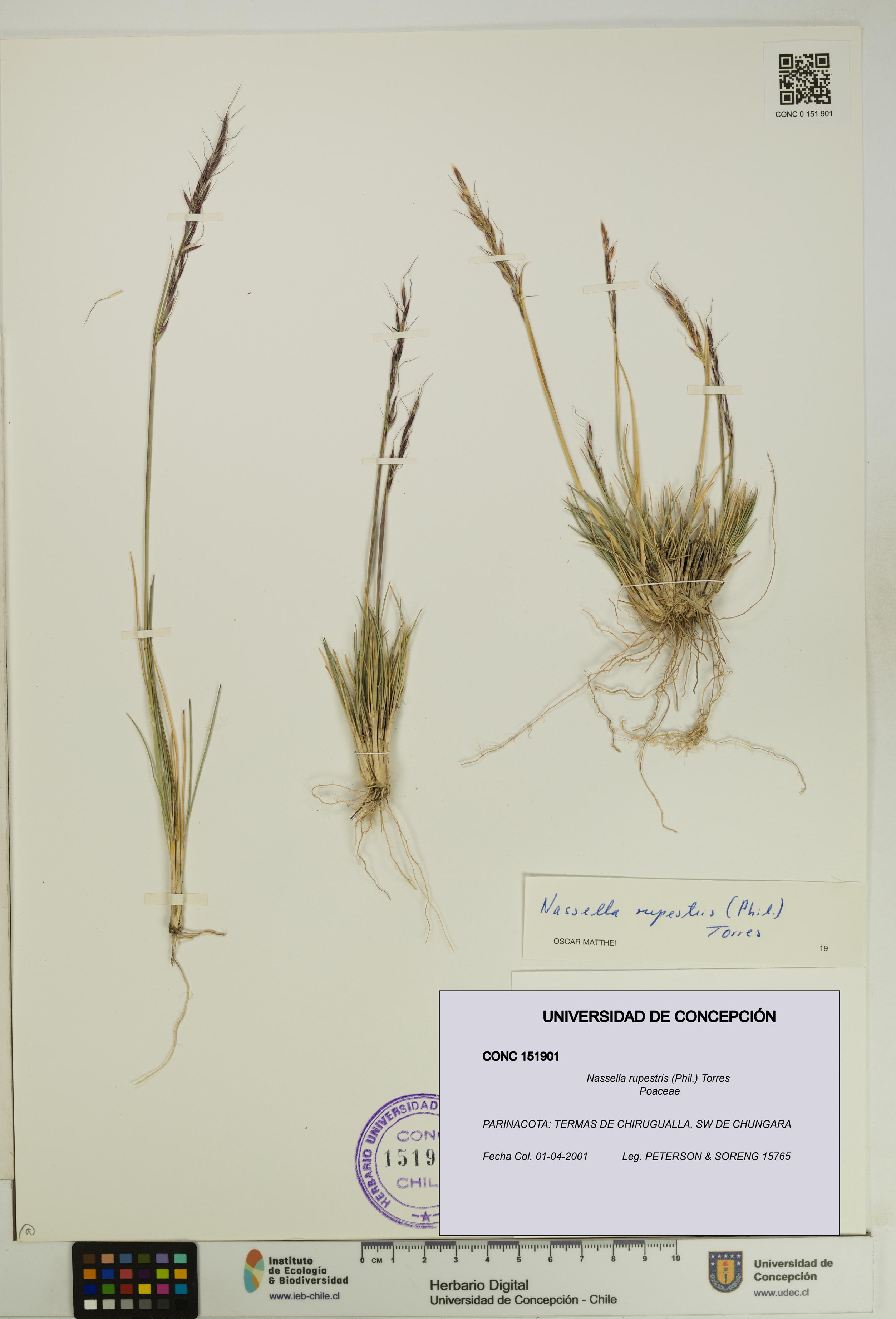 Nassella rupestris [Espécimen: UDEC:CONC:0151901]