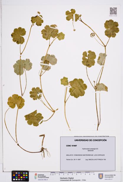 Hydrocotyle poeppigii [Espécimen: ]