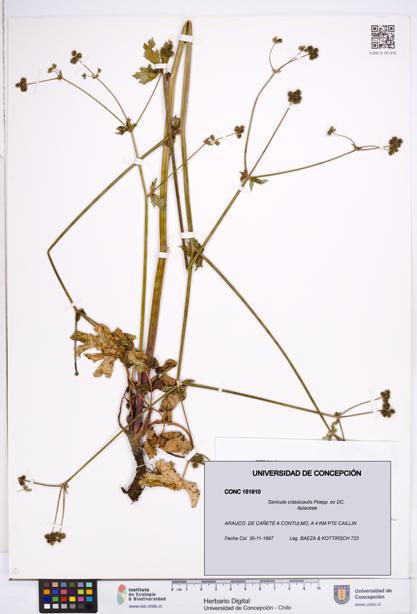 Sanicula crassicaulis [Espécimen: ]