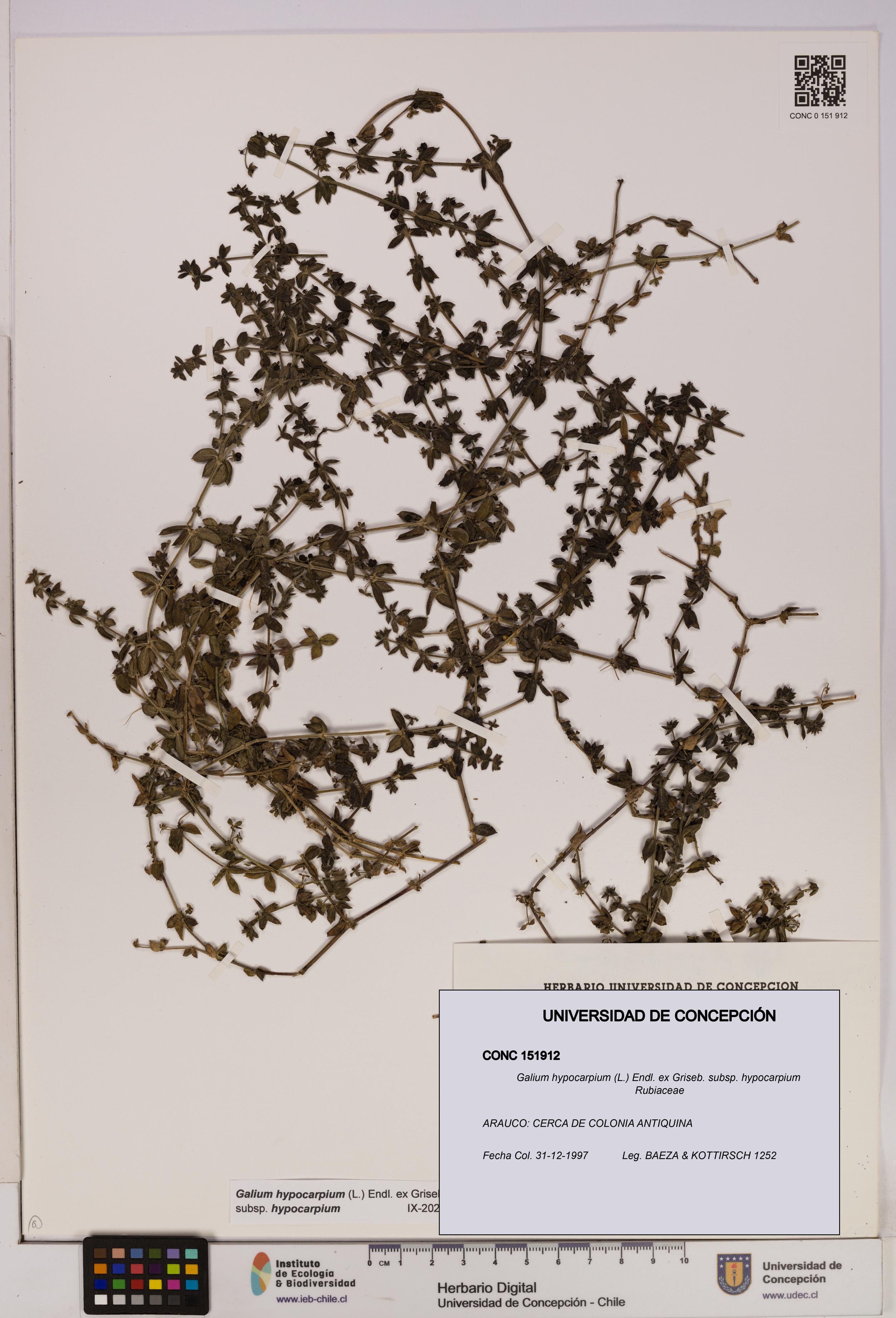 Galium hypocarpium subsp. hypocarpium [Espécimen: UDEC:CONC:0151912]