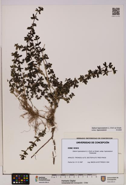 Galium hypocarpium subsp. hypocarpium [Espécimen: UDEC:CONC:0151913]