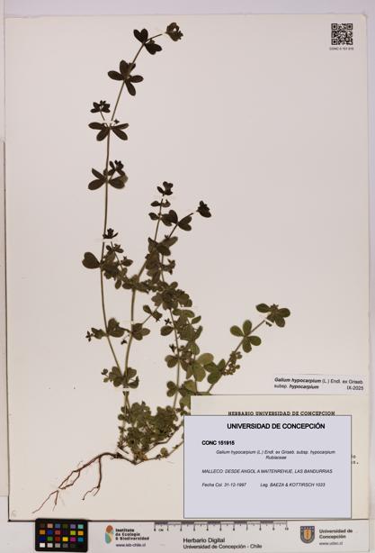 Galium hypocarpium subsp. hypocarpium [Espécimen: UDEC:CONC:0151915]
