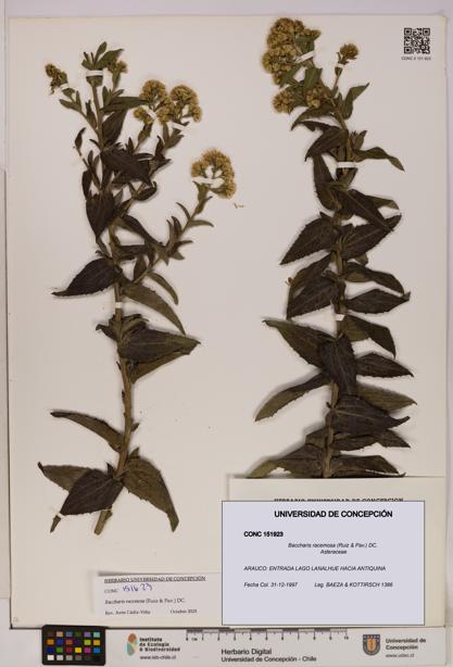 Baccharis racemosa [Espécimen: UDEC:CONC:0151923]