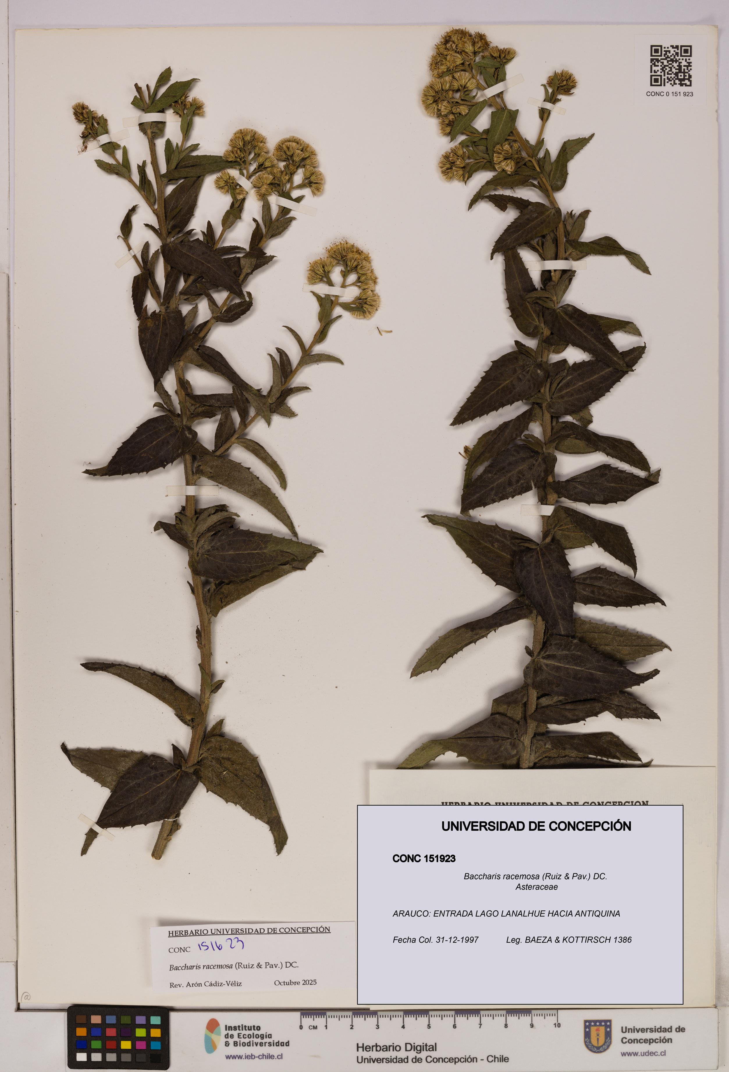 Baccharis racemosa [Espécimen: UDEC:CONC:0151923]