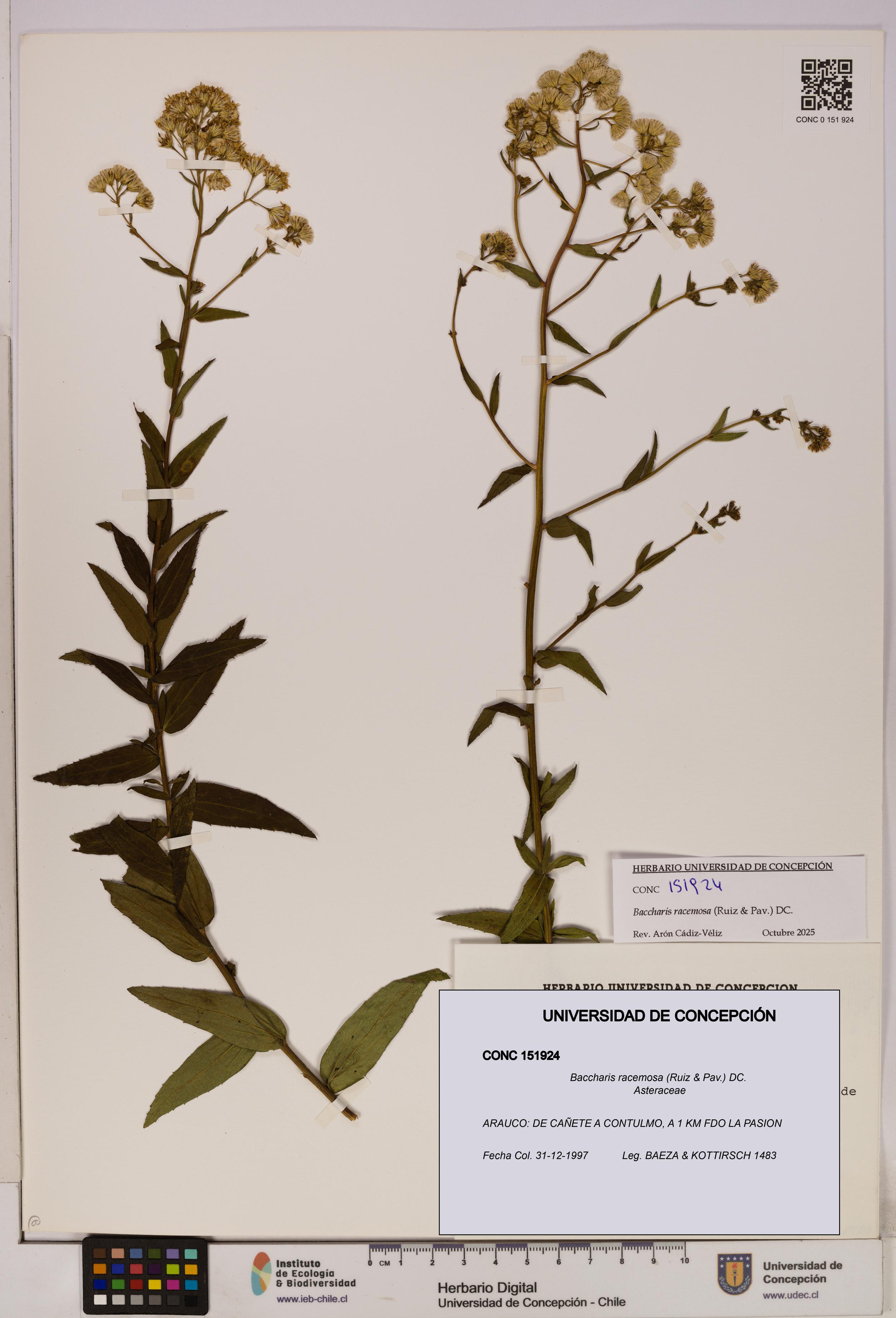 Baccharis racemosa [Espécimen: UDEC:CONC:0151924]