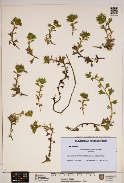 Azorella spinosa [Espécimen: ]