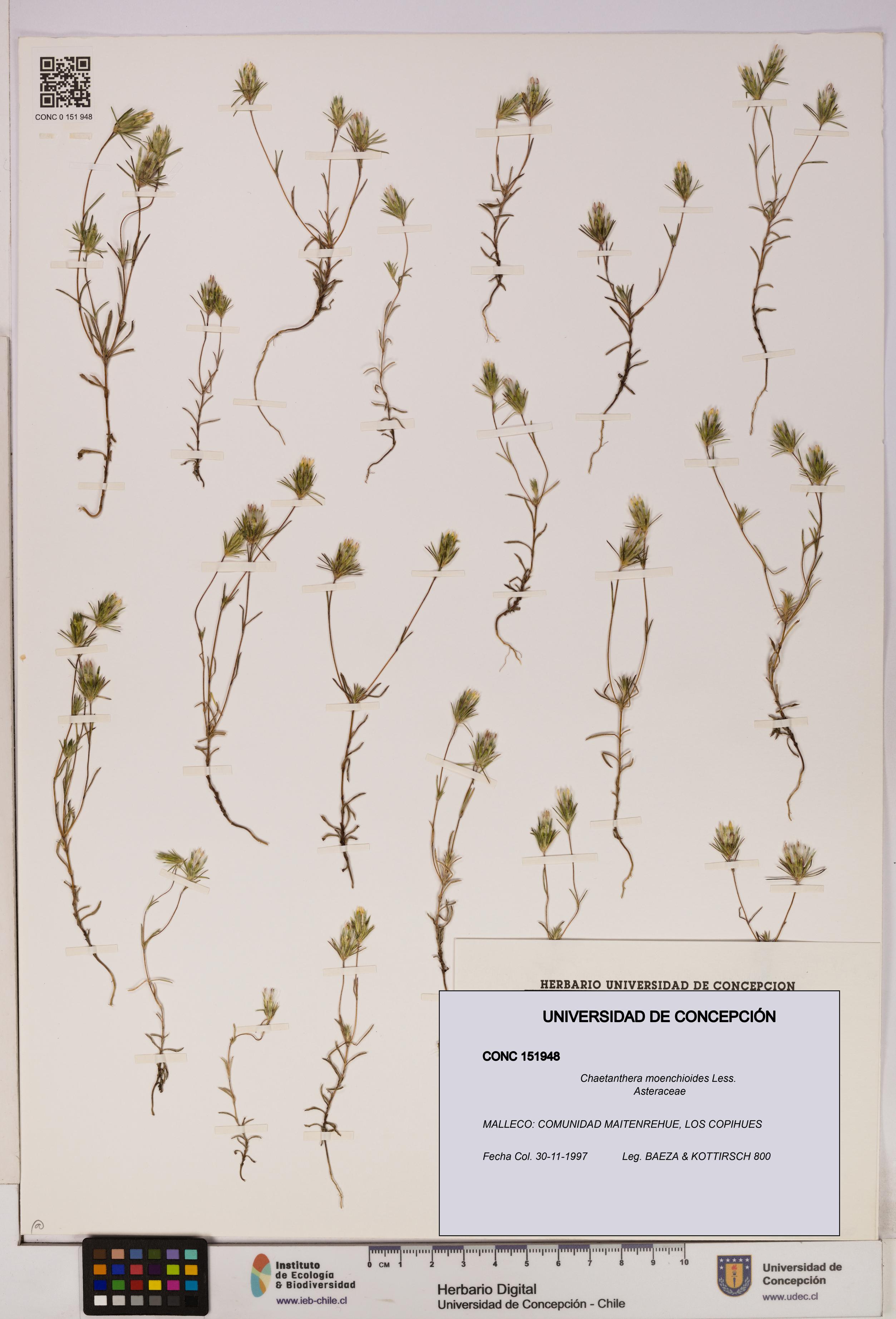 Chaetanthera moenchioides [Espécimen: UDEC:CONC:0151948]