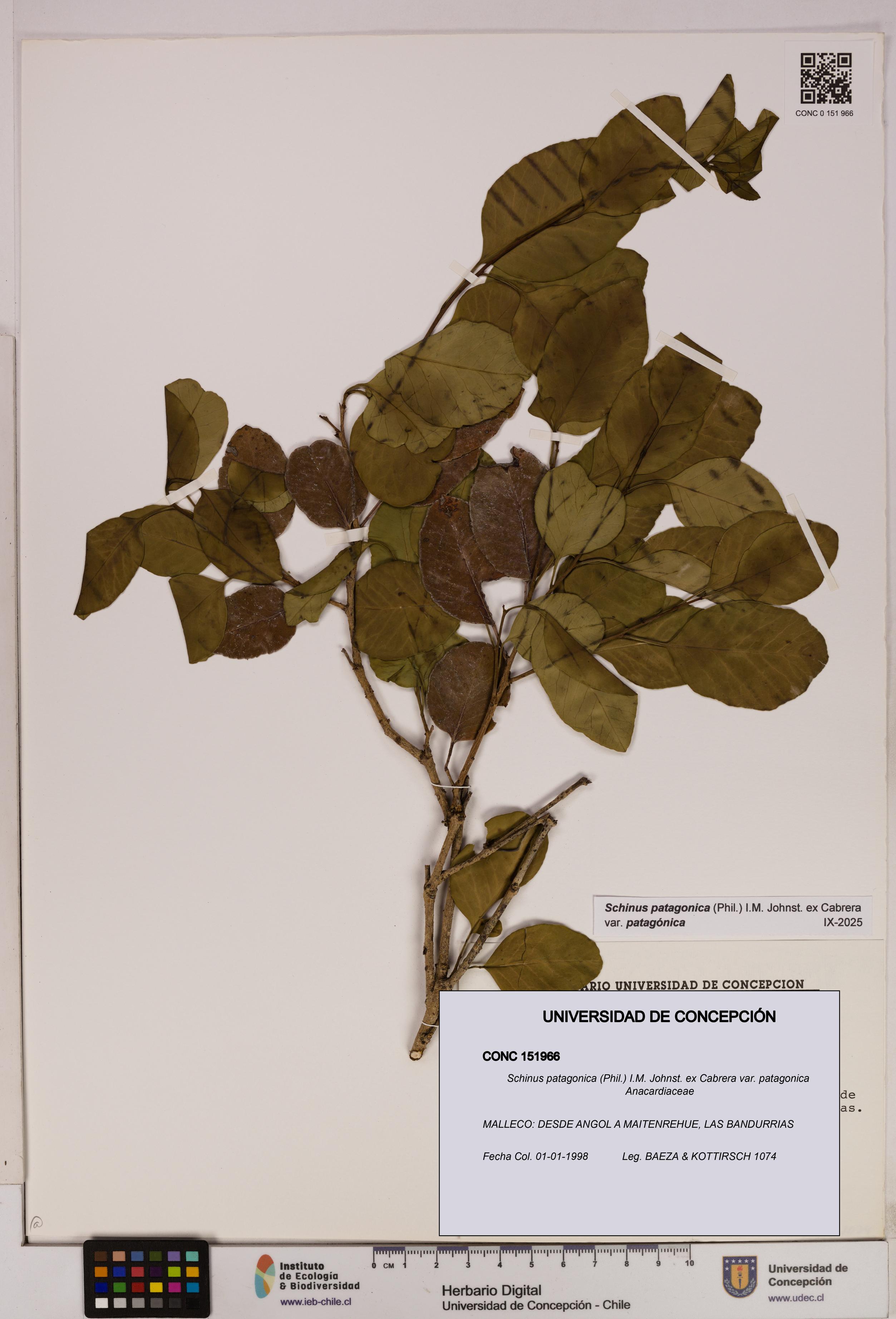 Schinus patagonica [Espécimen: UDEC:CONC:0151966]