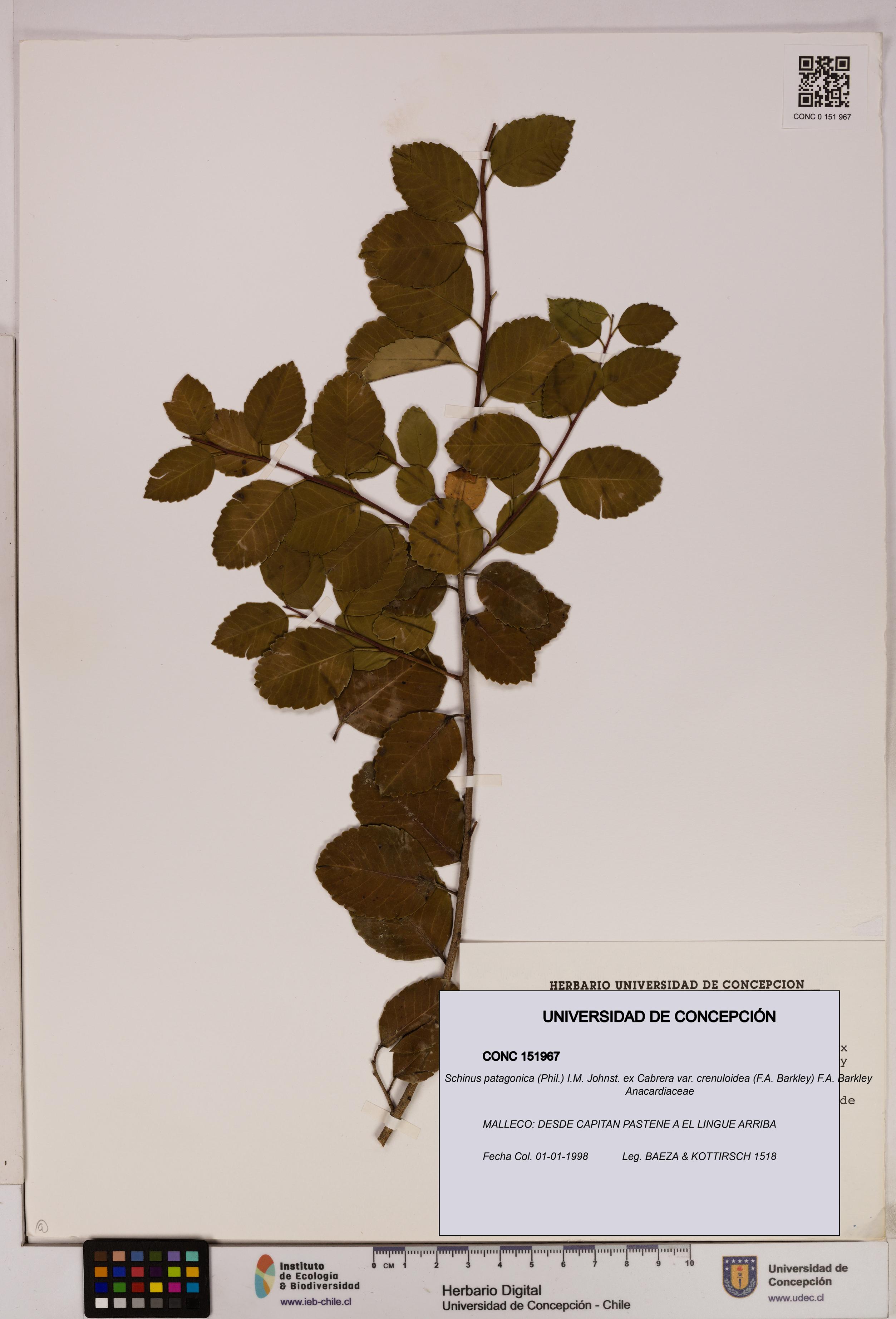 Schinus patagonica [Espécimen: UDEC:CONC:0151967]