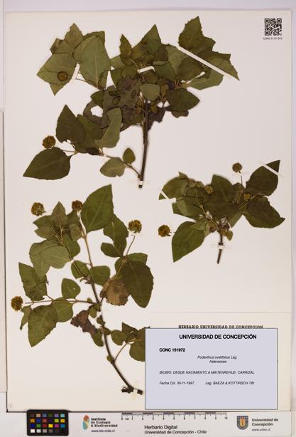 Podanthus ovatifolius [Espécimen: ]