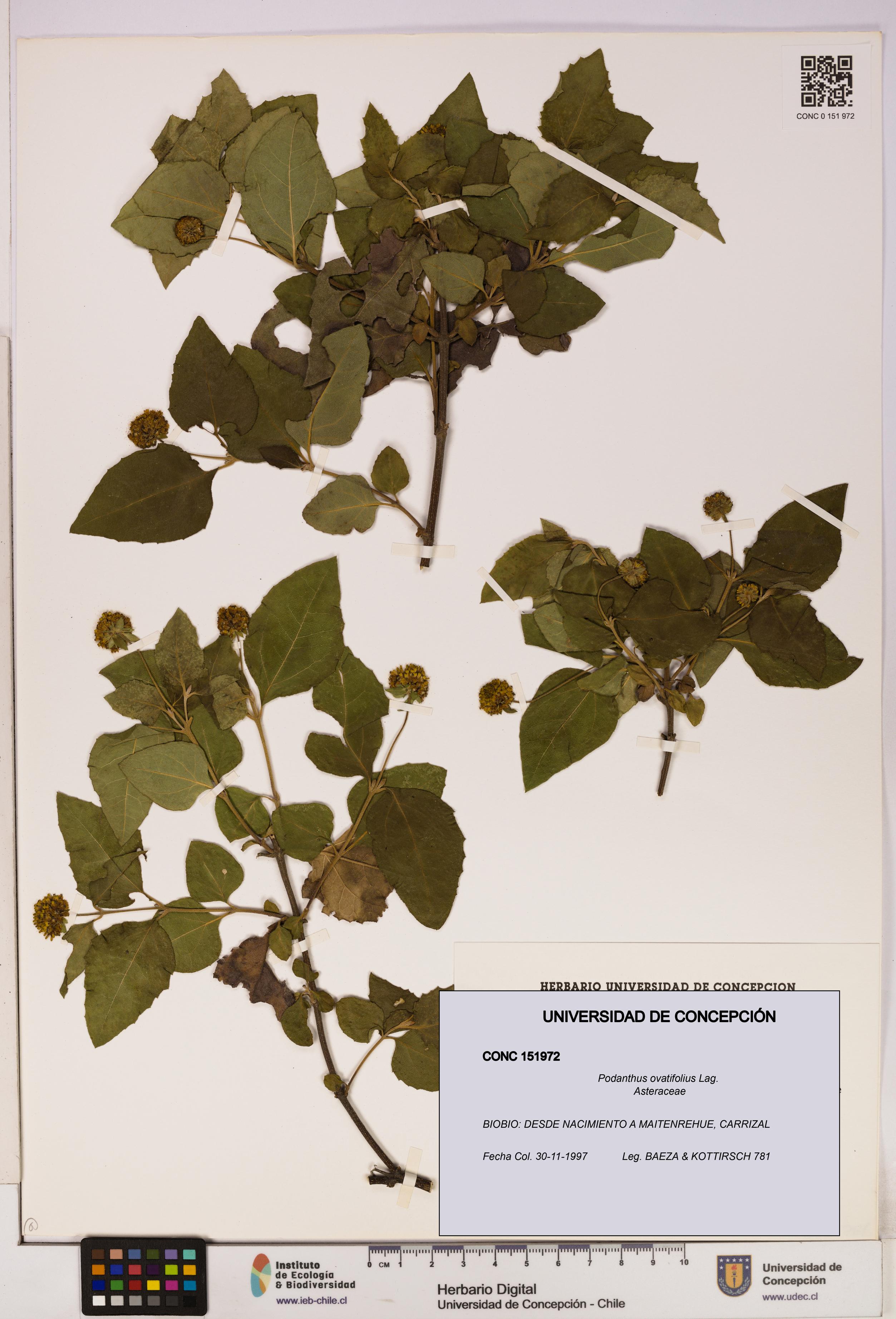 Podanthus ovatifolius [Espécimen: ]